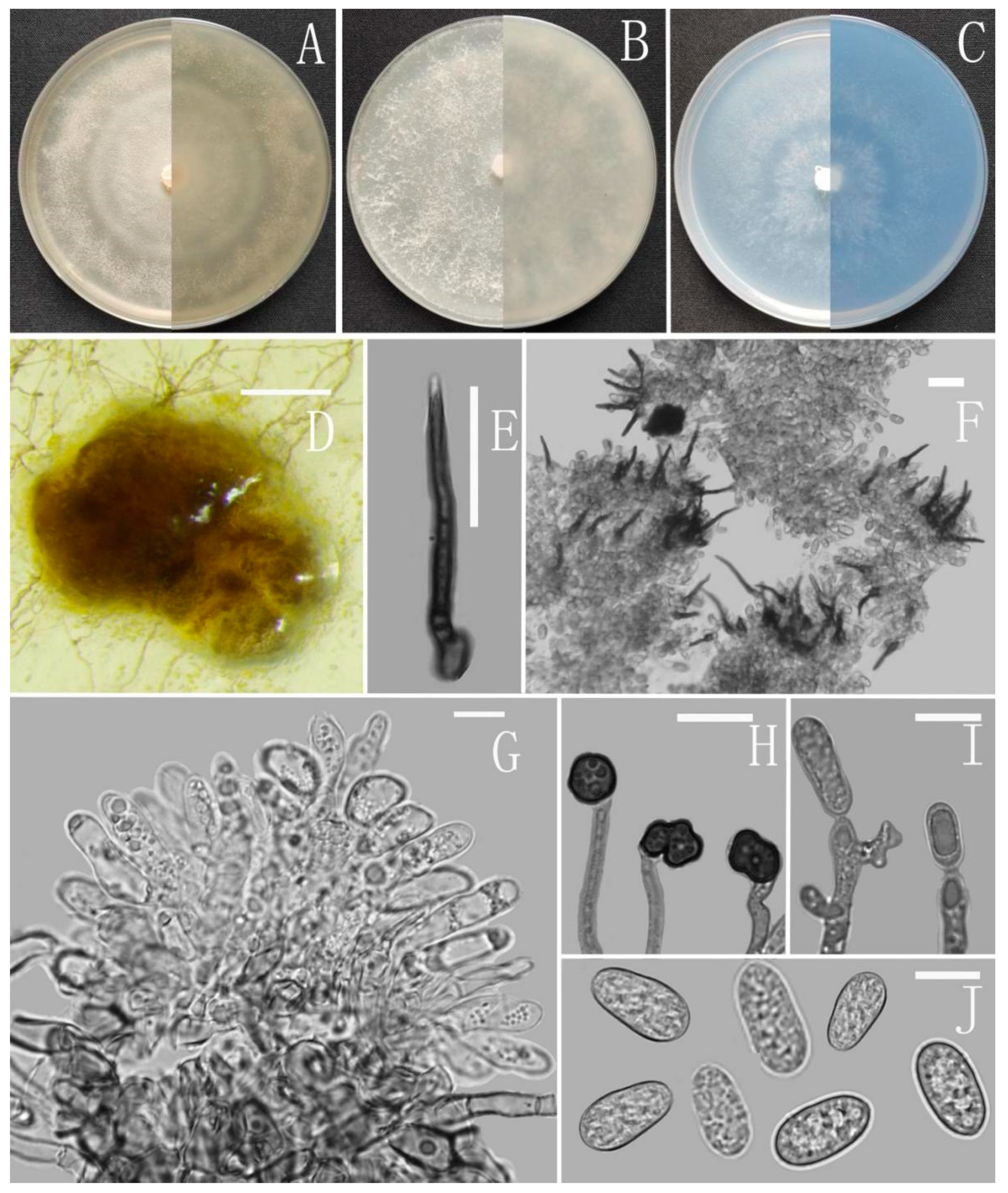 Jof 08 00185 g011 Jof 08 00185 g011