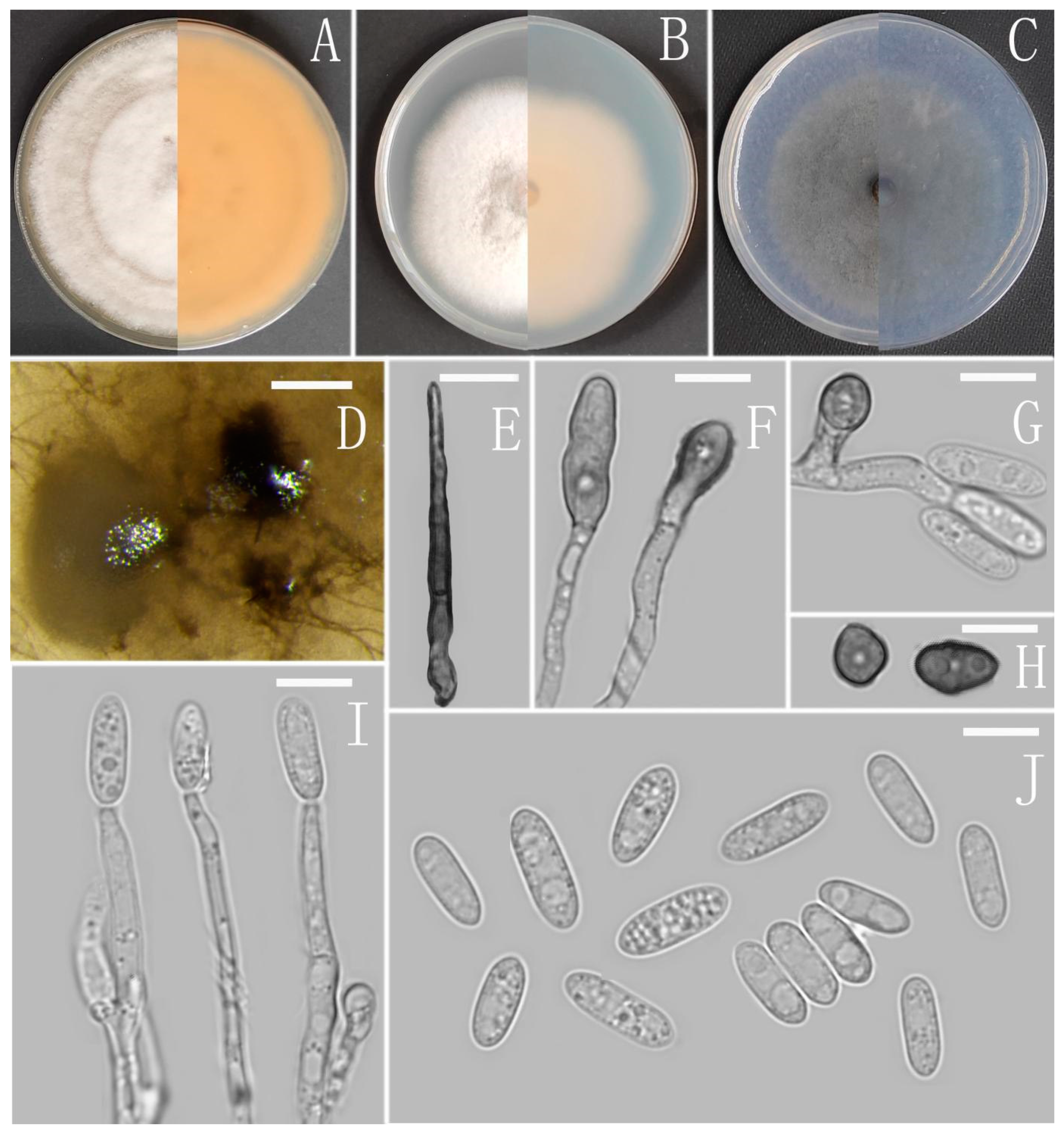 Jof 08 00185 g012 Jof 08 00185 g012