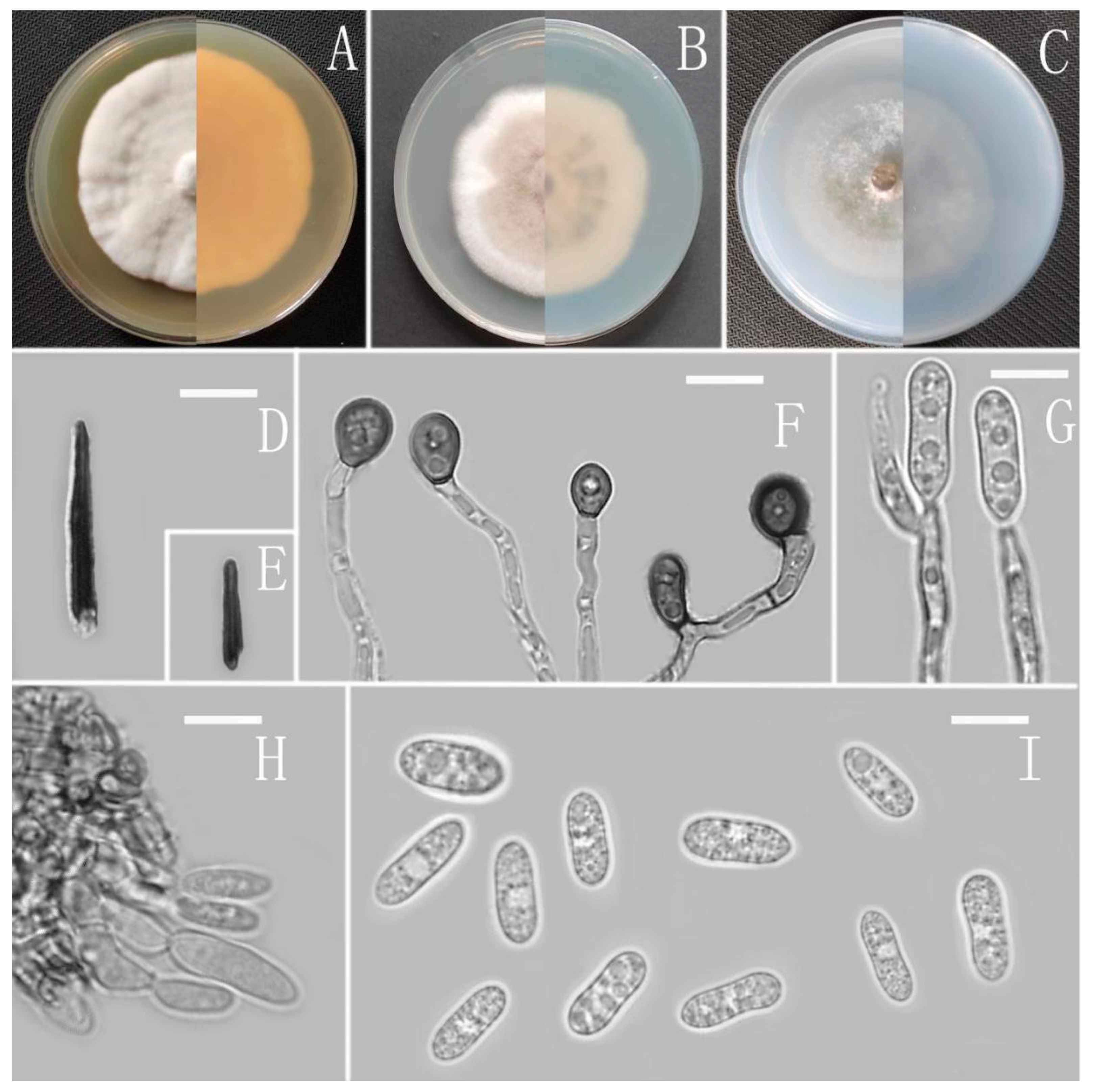 Jof 08 00185 g013 Jof 08 00185 g013