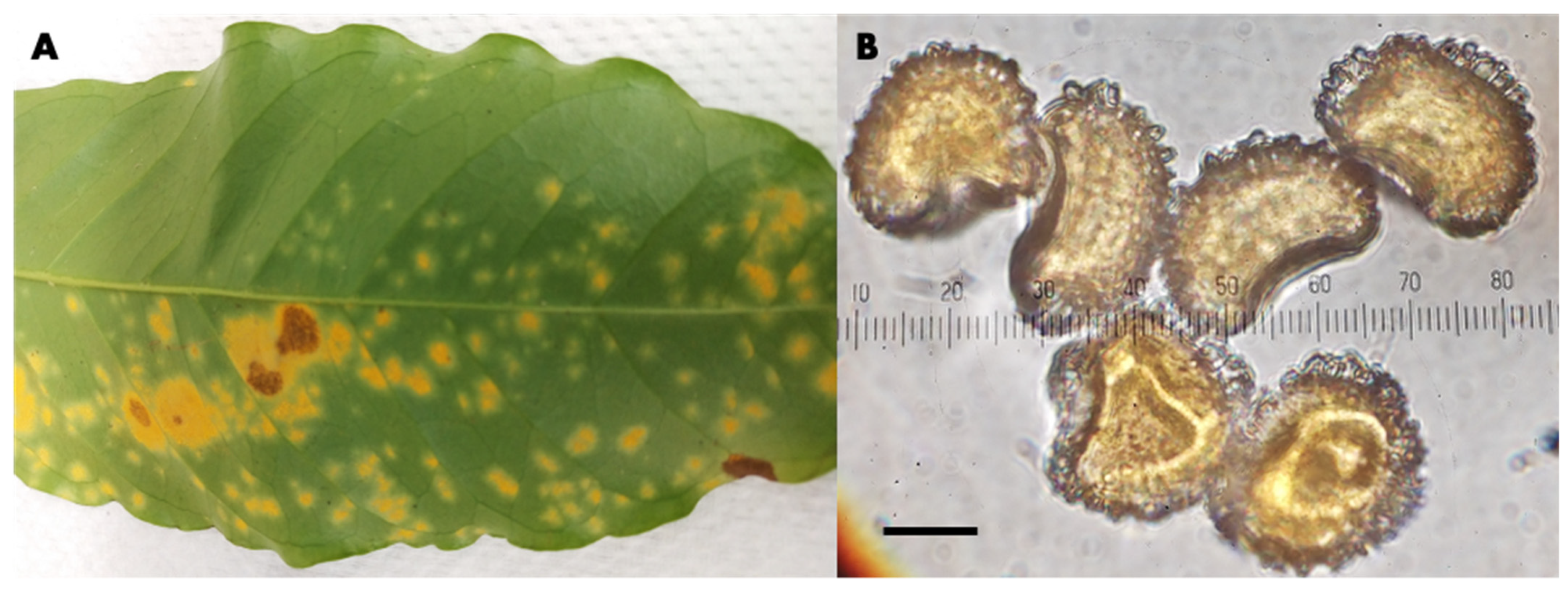 Jof 08 00189 g001 550