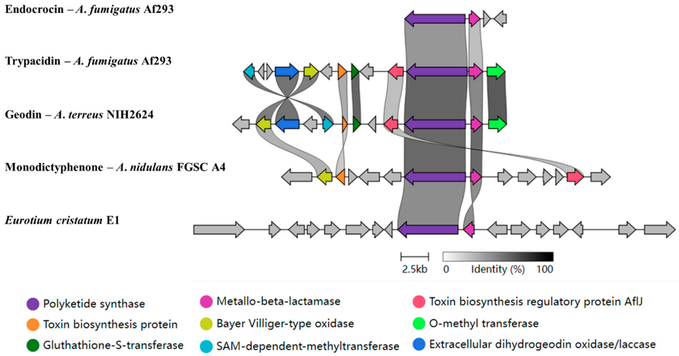 Genome Mining and Analysis of PKS Genes in Eurotium cristatum E1 Isolated from Fuzhuan Brick Tea