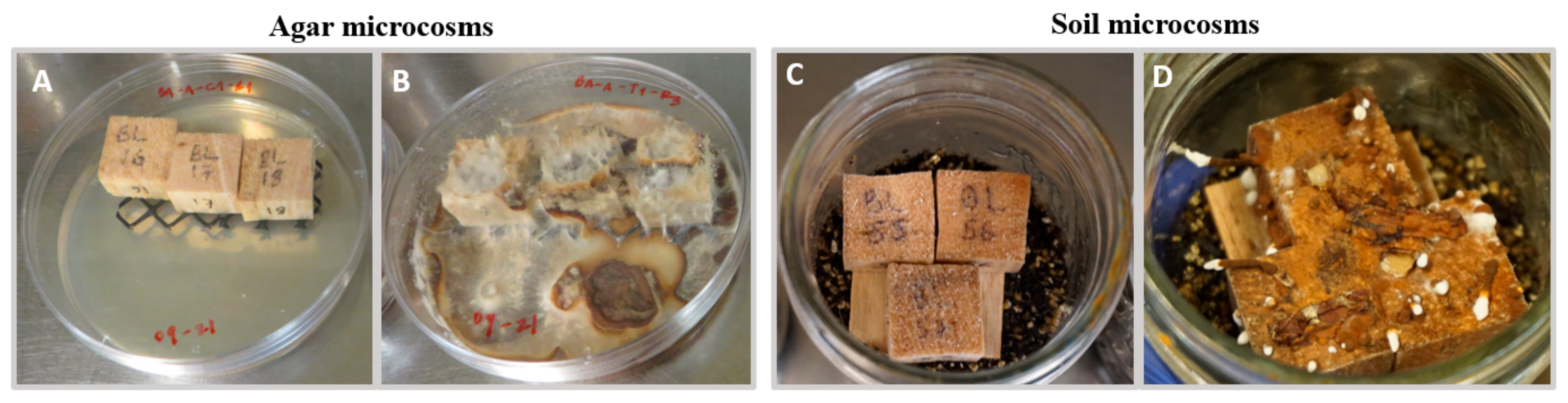 Jof 08 00203 g002 Jof 08 00203 g002