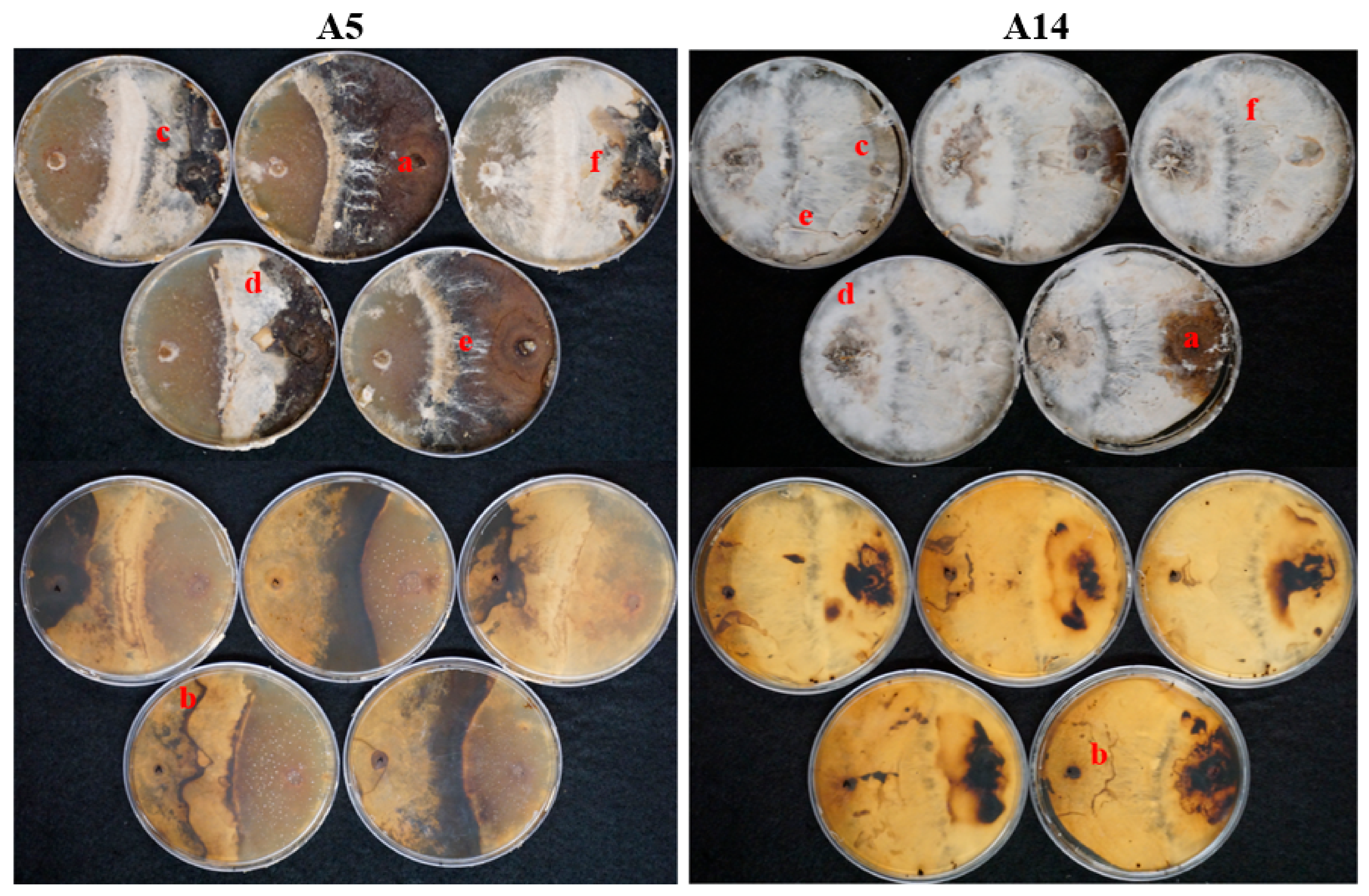 Jof 08 00203 g007 Jof 08 00203 g007