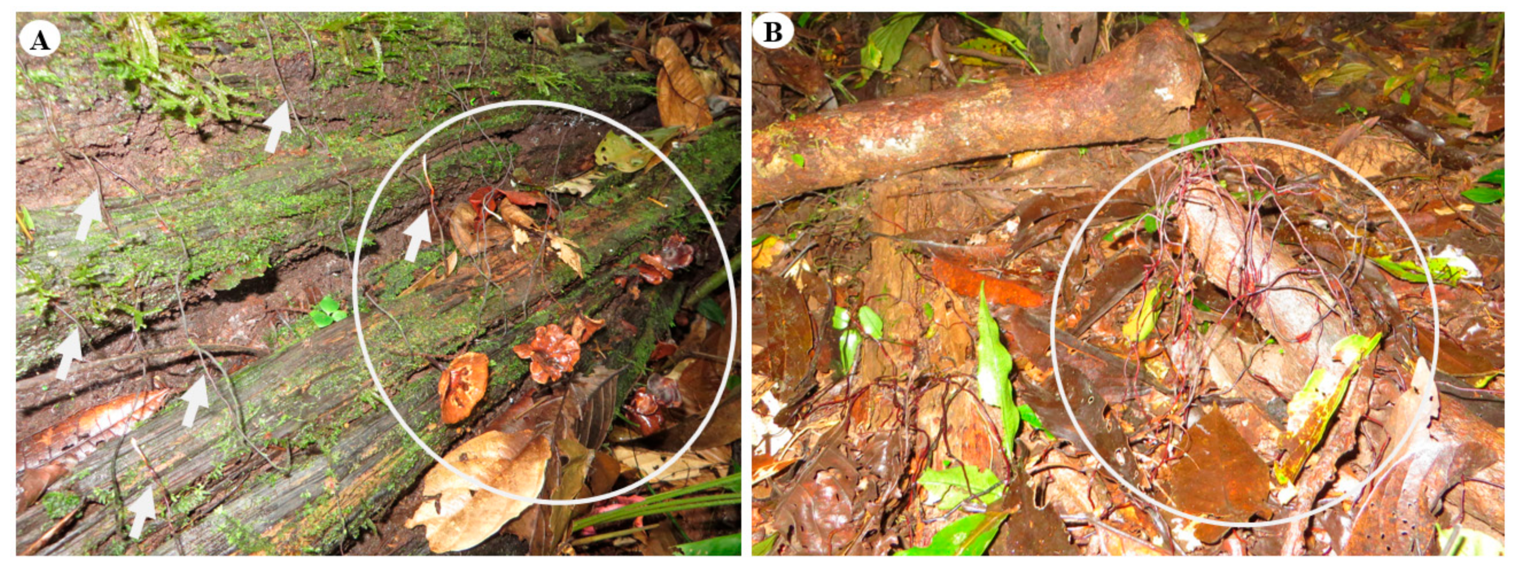 Jof 08 00203 g011 Jof 08 00203 g011