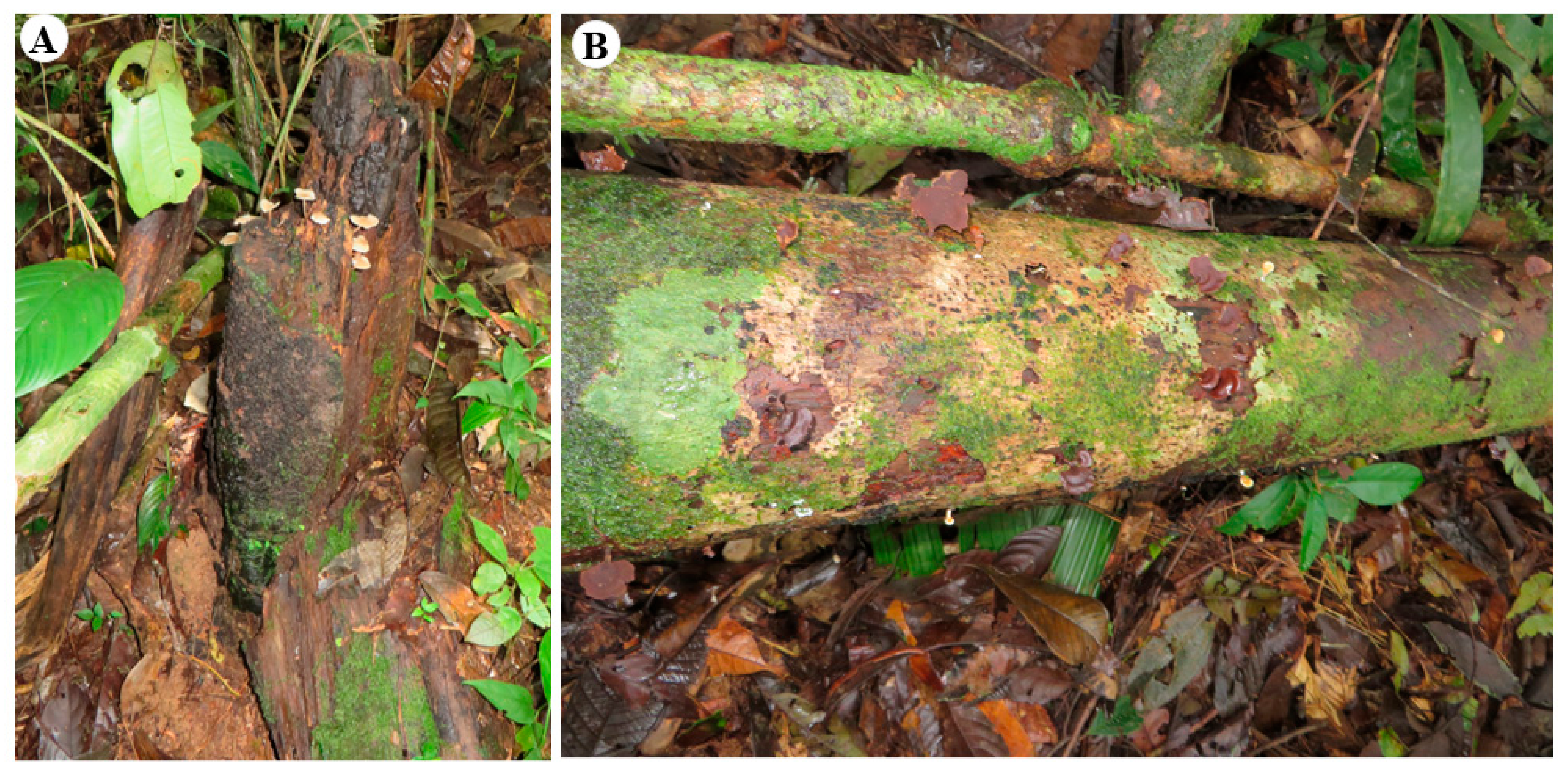 Jof 08 00203 g012 Jof 08 00203 g012