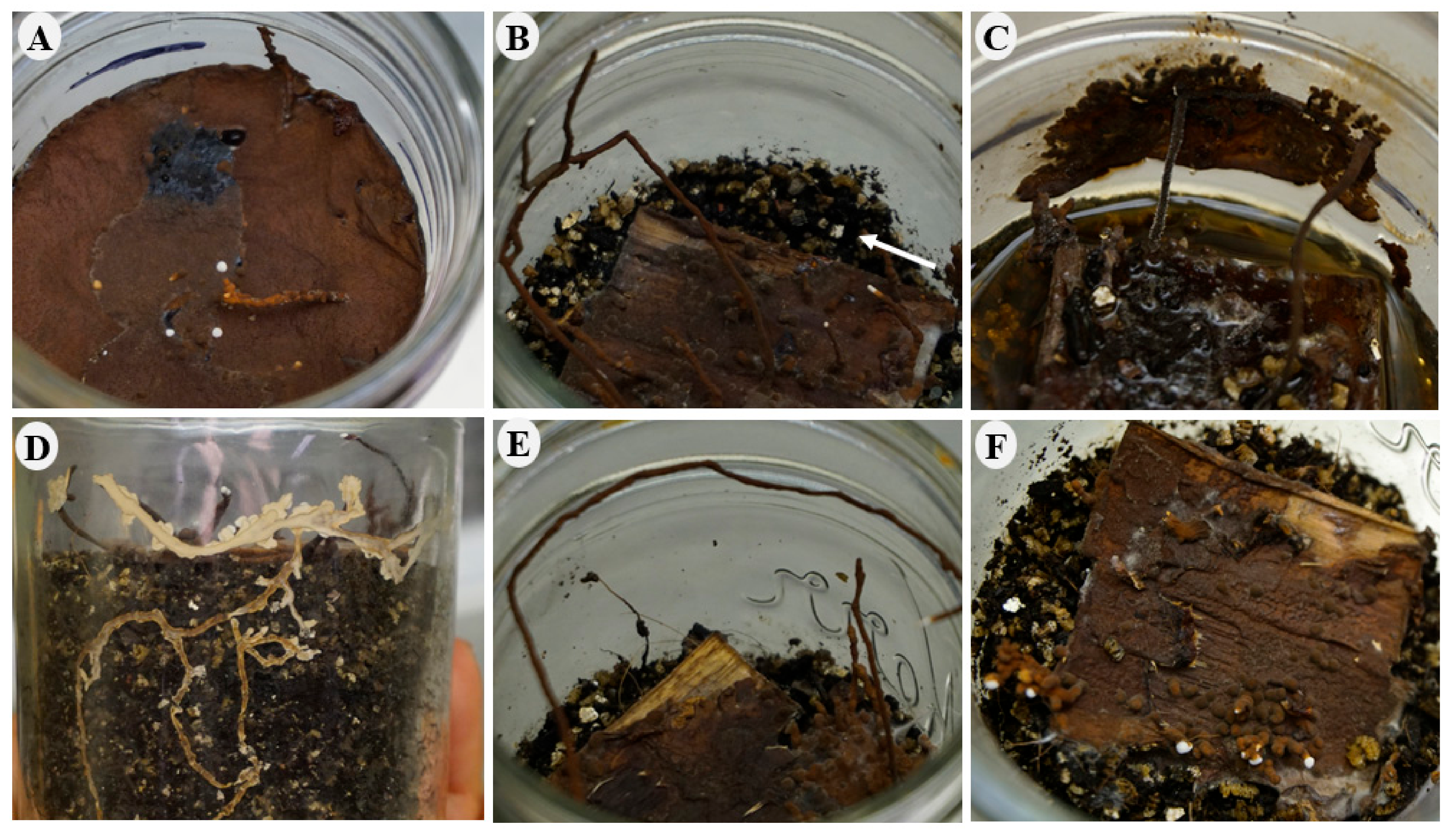 Jof 08 00203 g013 Jof 08 00203 g013