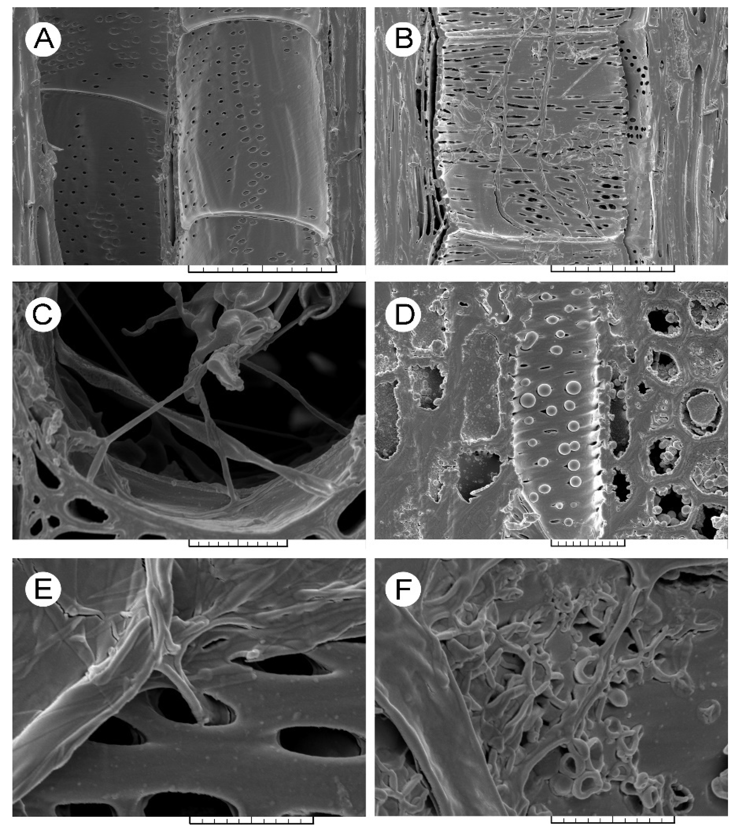 Jof 08 00215 g001 Jof 08 00215 g001
