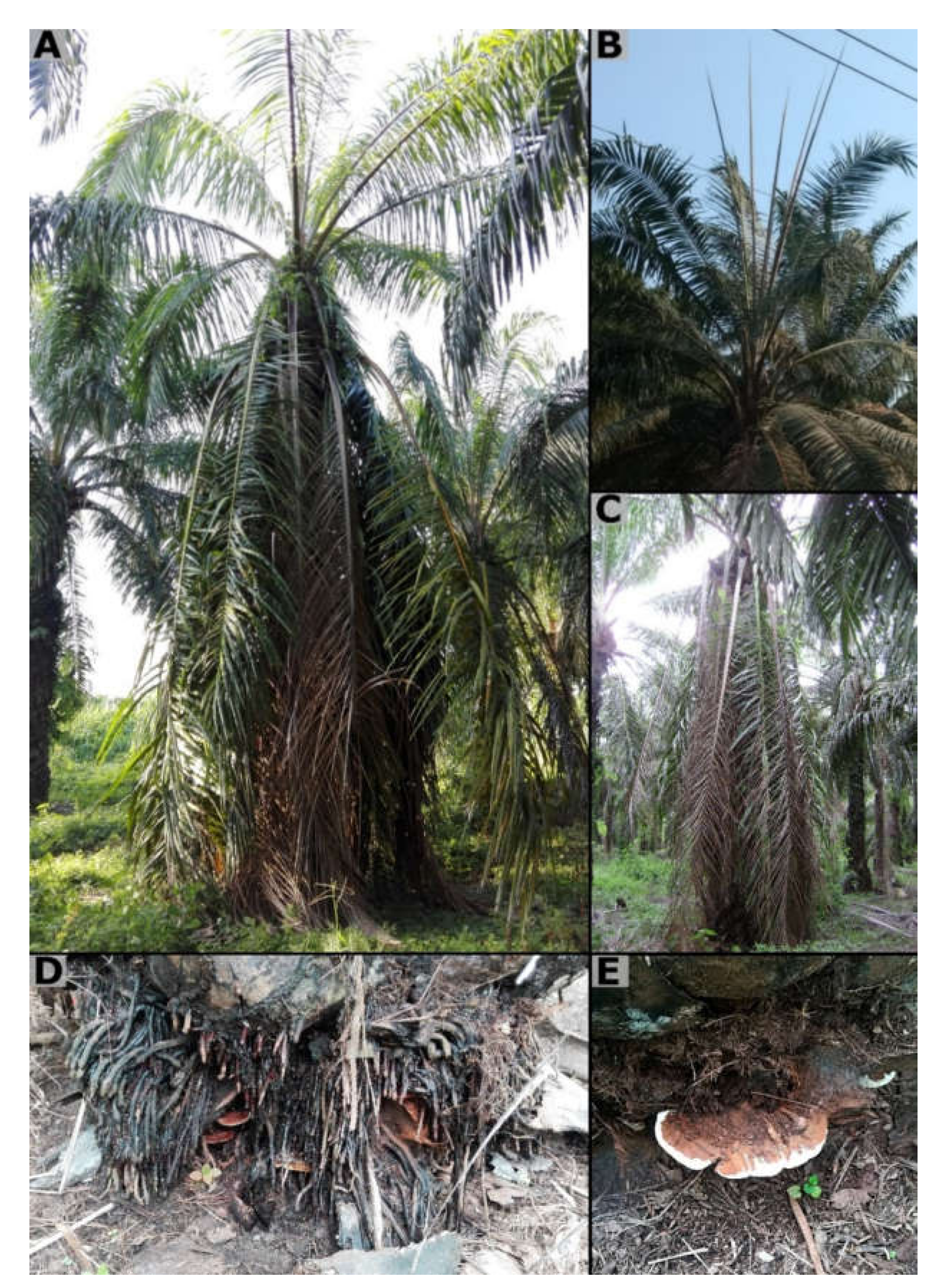JoF | Free Full-Text | Ganoderma zonatum Is the Causal Agent of Basal Stem  Rot in Oil Palm in Colombia