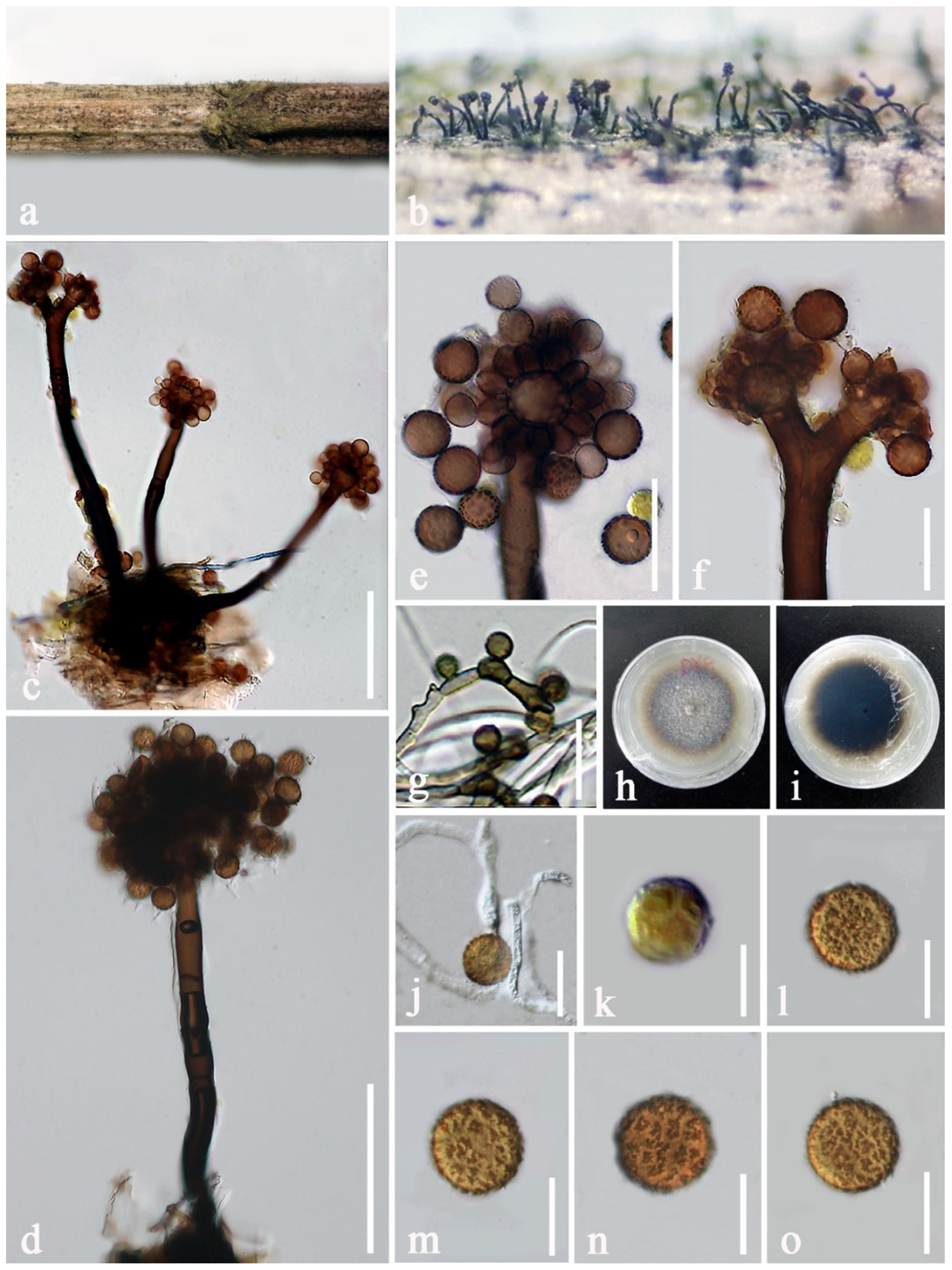 Jof 08 00243 g003 550