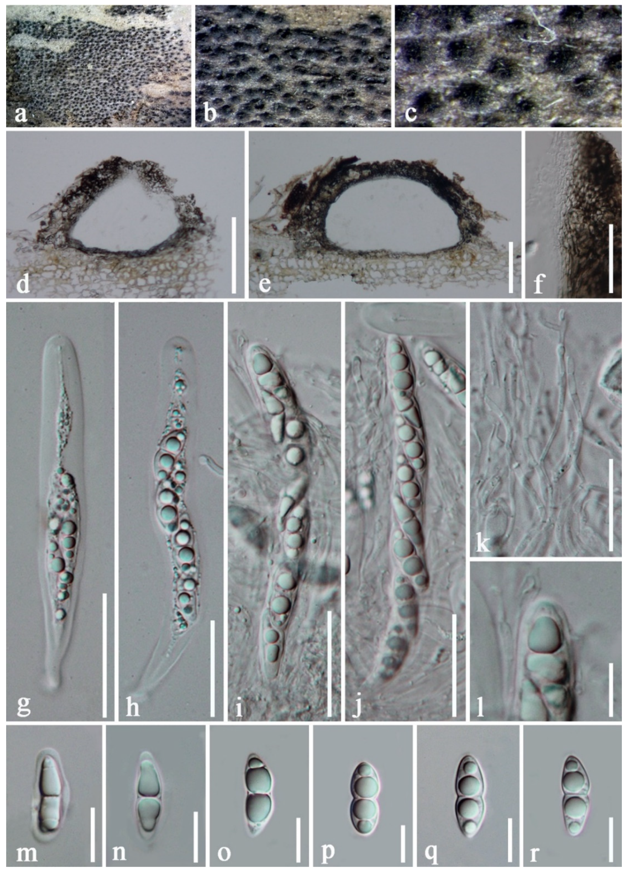 Jof 08 00243 g006 550