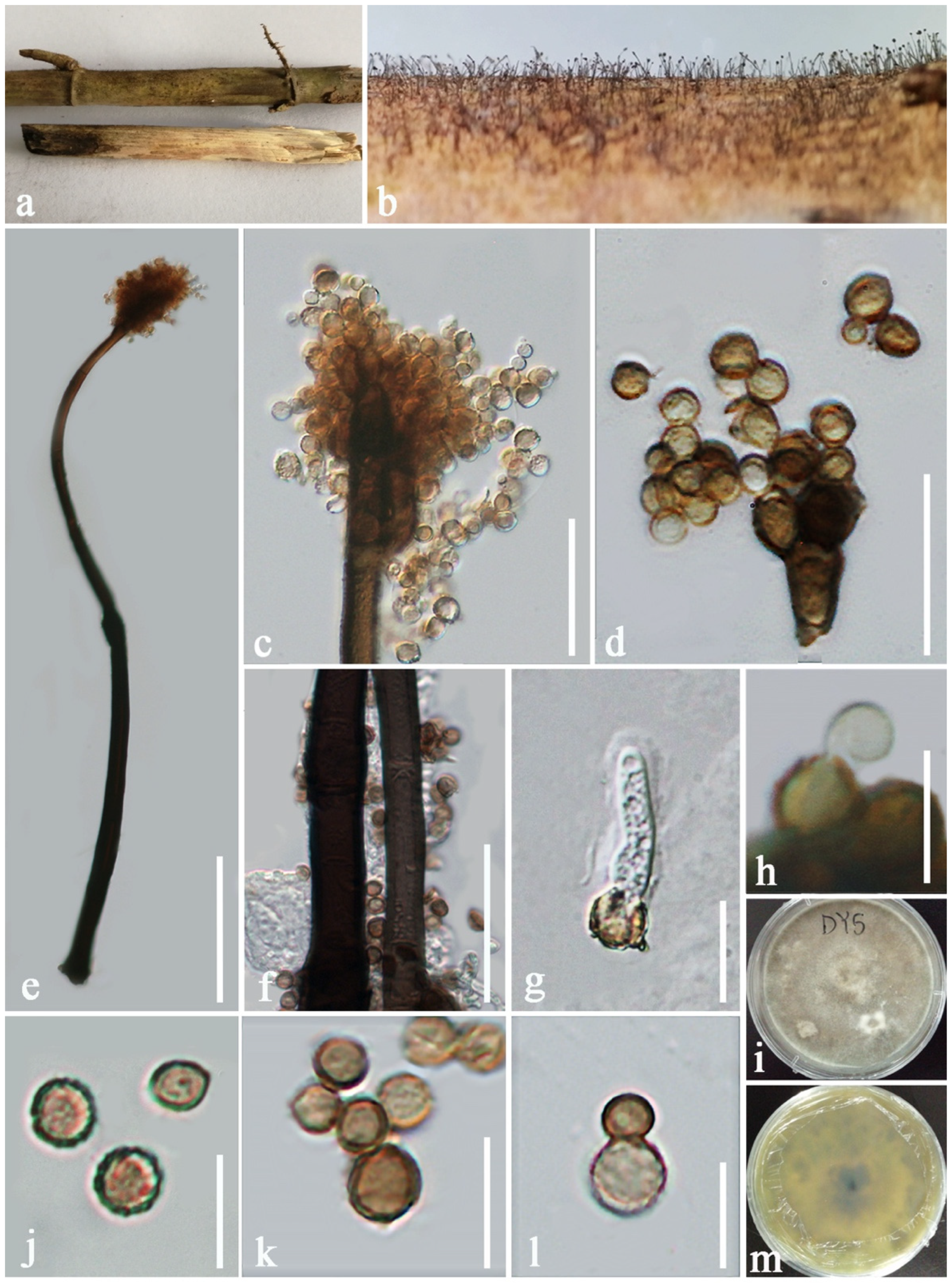 Jof 08 00243 g008 550