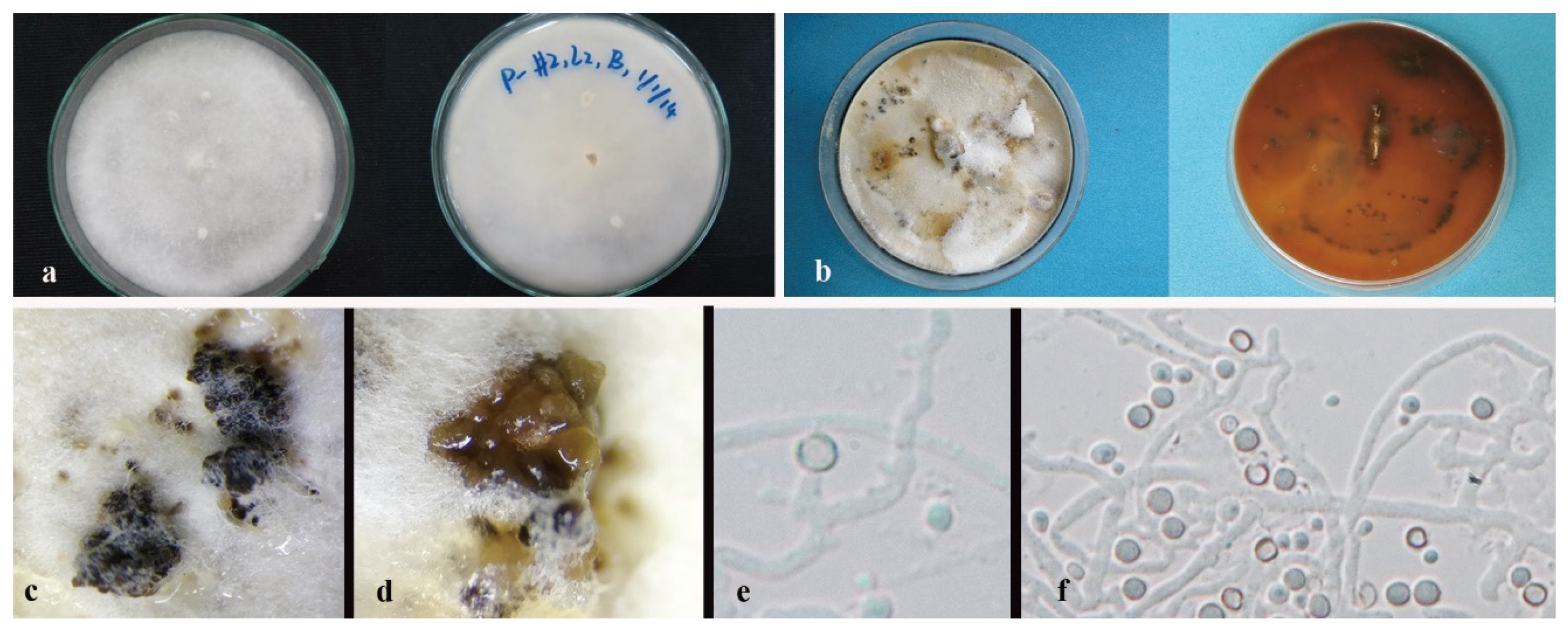 Jof 08 00248 g004 550