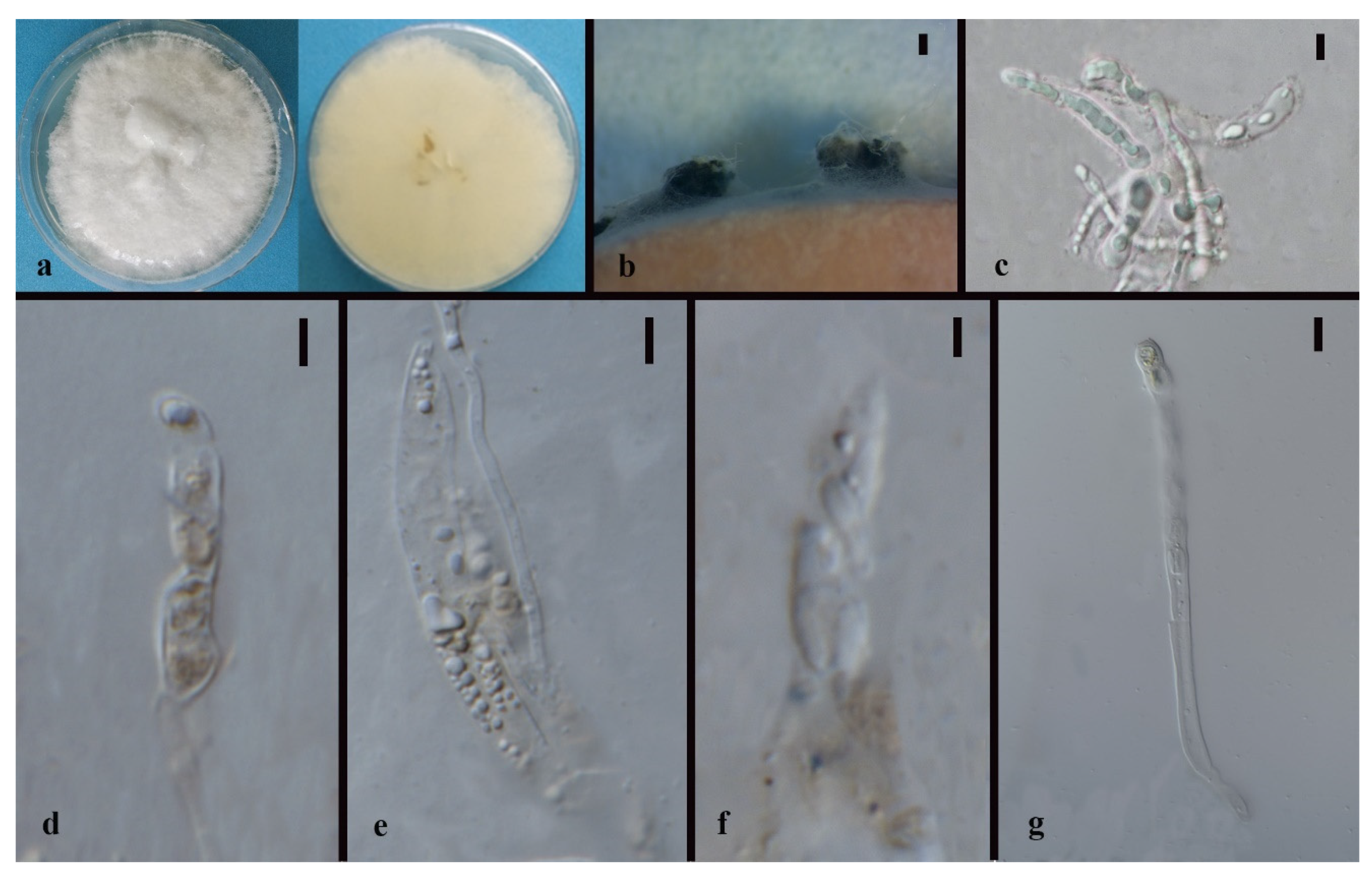 Jof 08 00248 g005 550