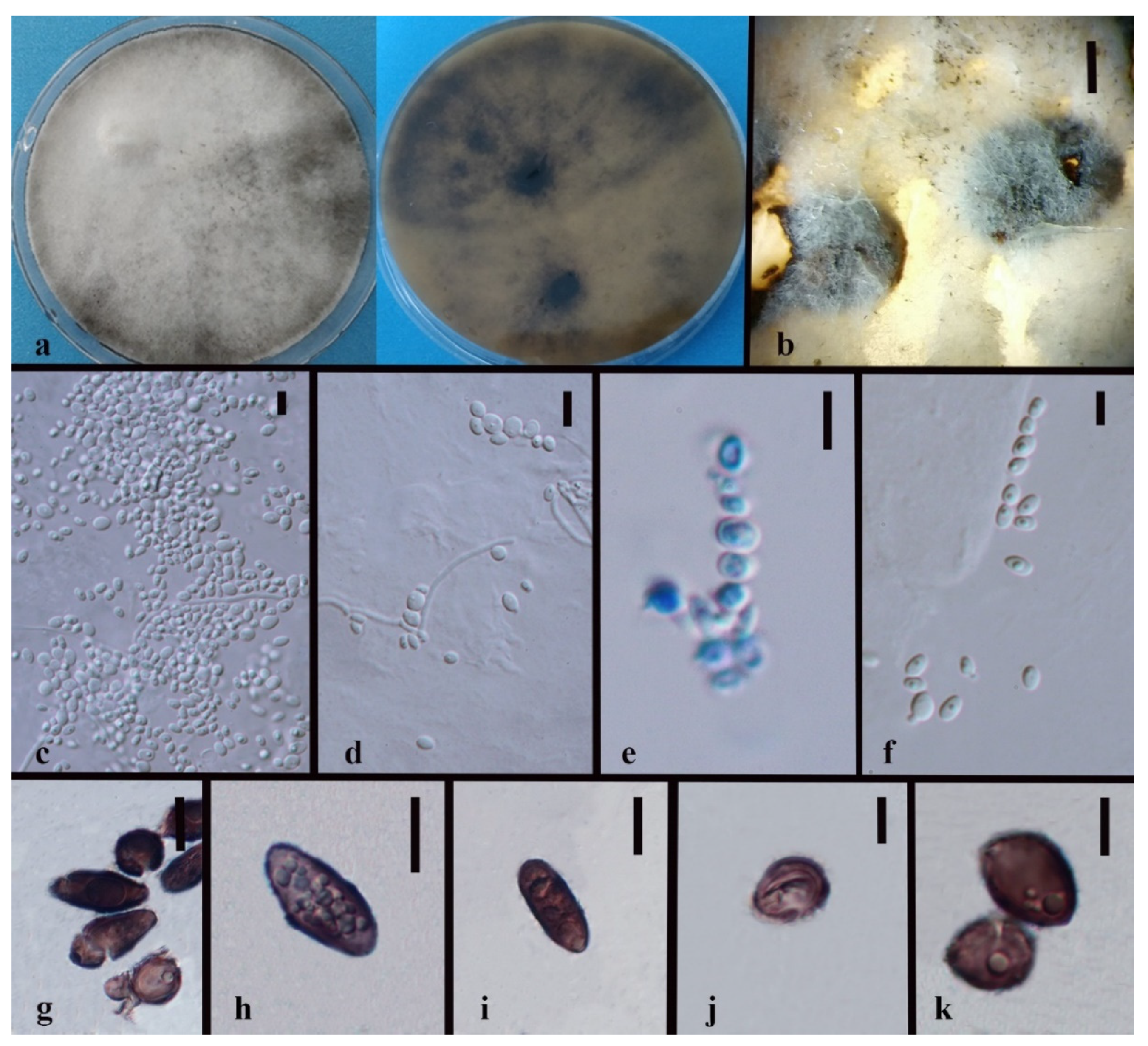 Jof 08 00248 g008 550