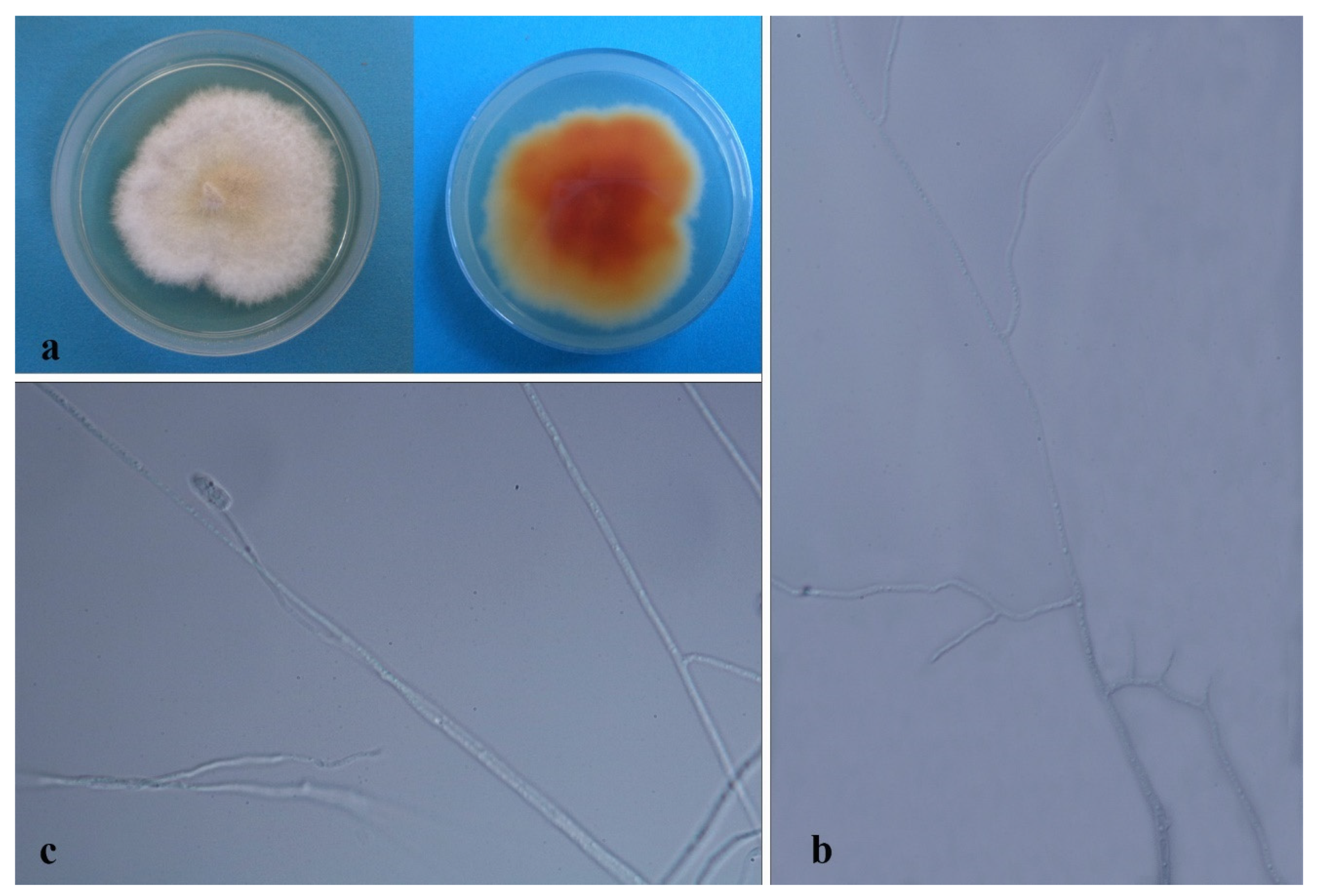 Jof 08 00248 g011 550