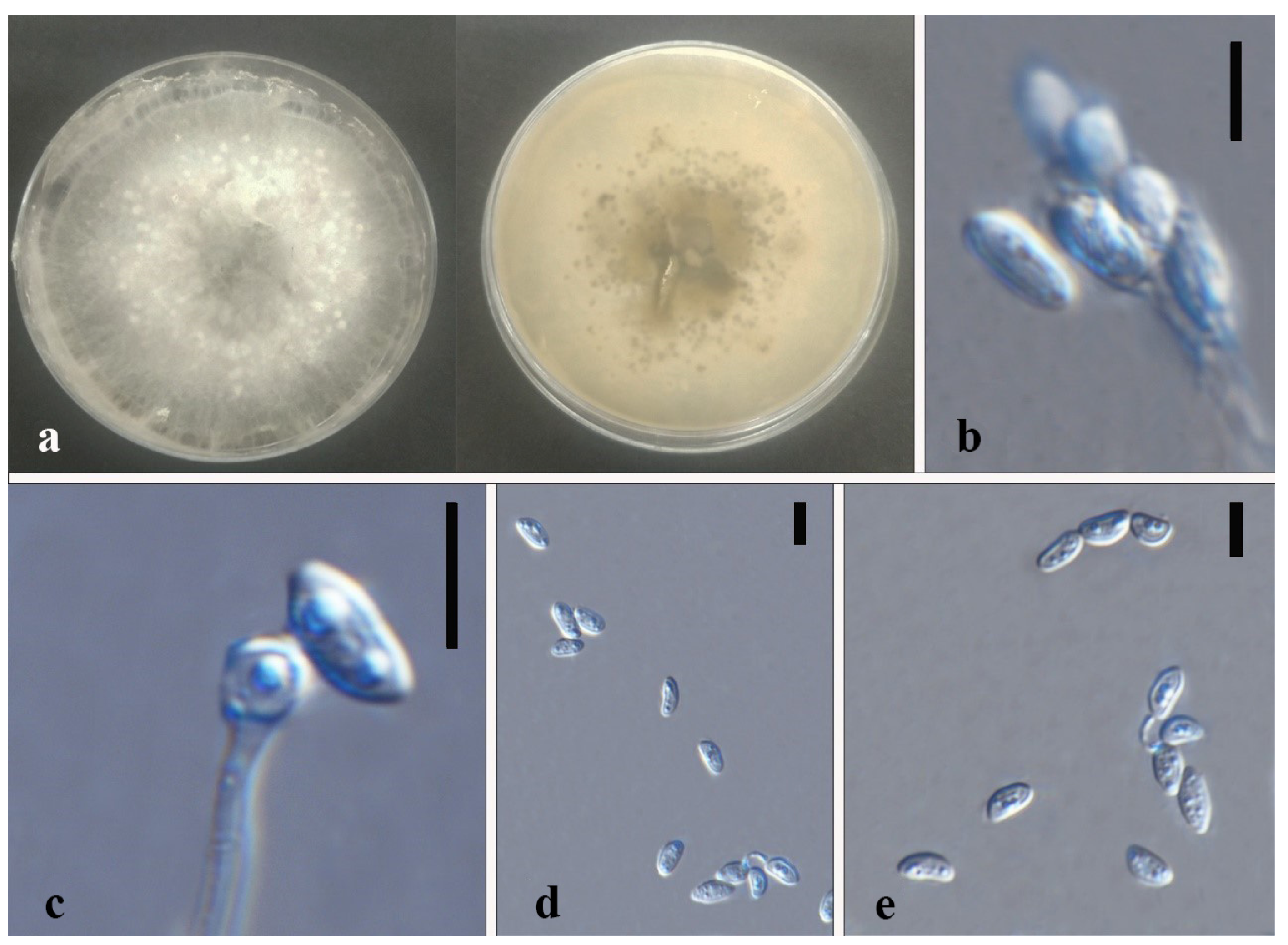 Jof 08 00248 g016 550