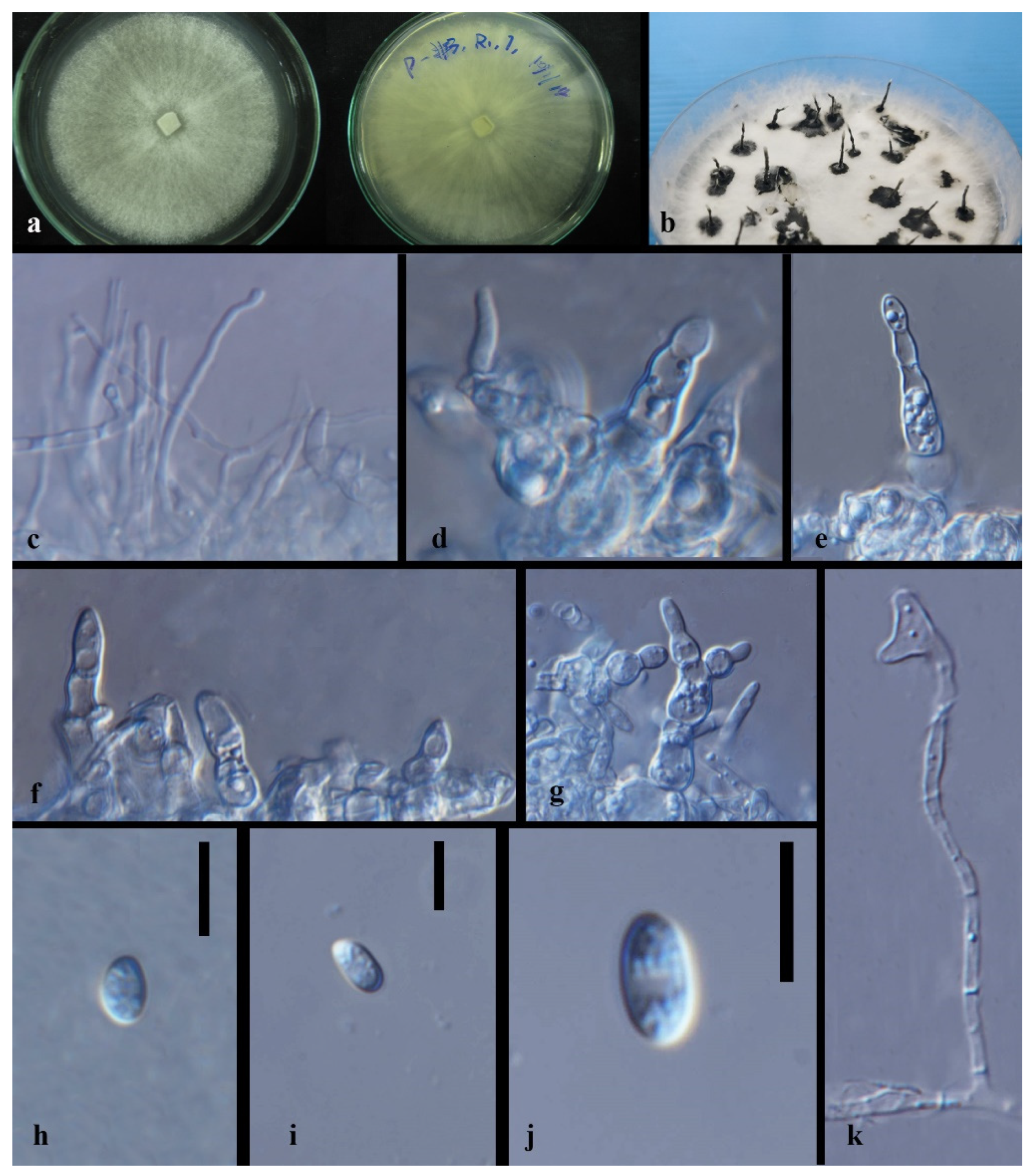 Jof 08 00248 g019 550