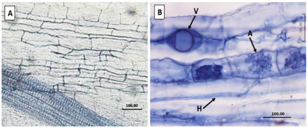 Jof 08 00250 g001 Jof 08 00250 g001