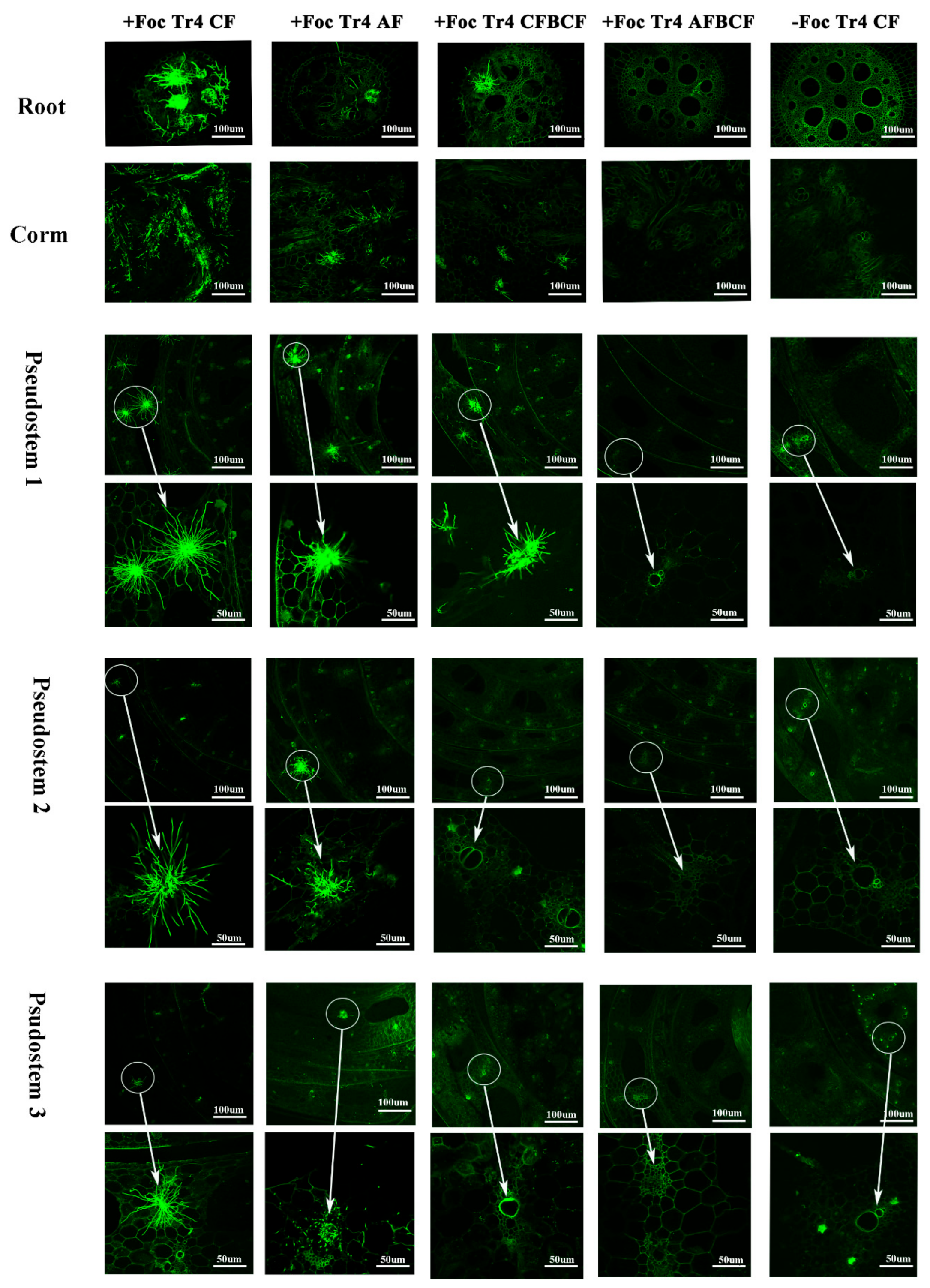 Jof 08 00261 g008 550