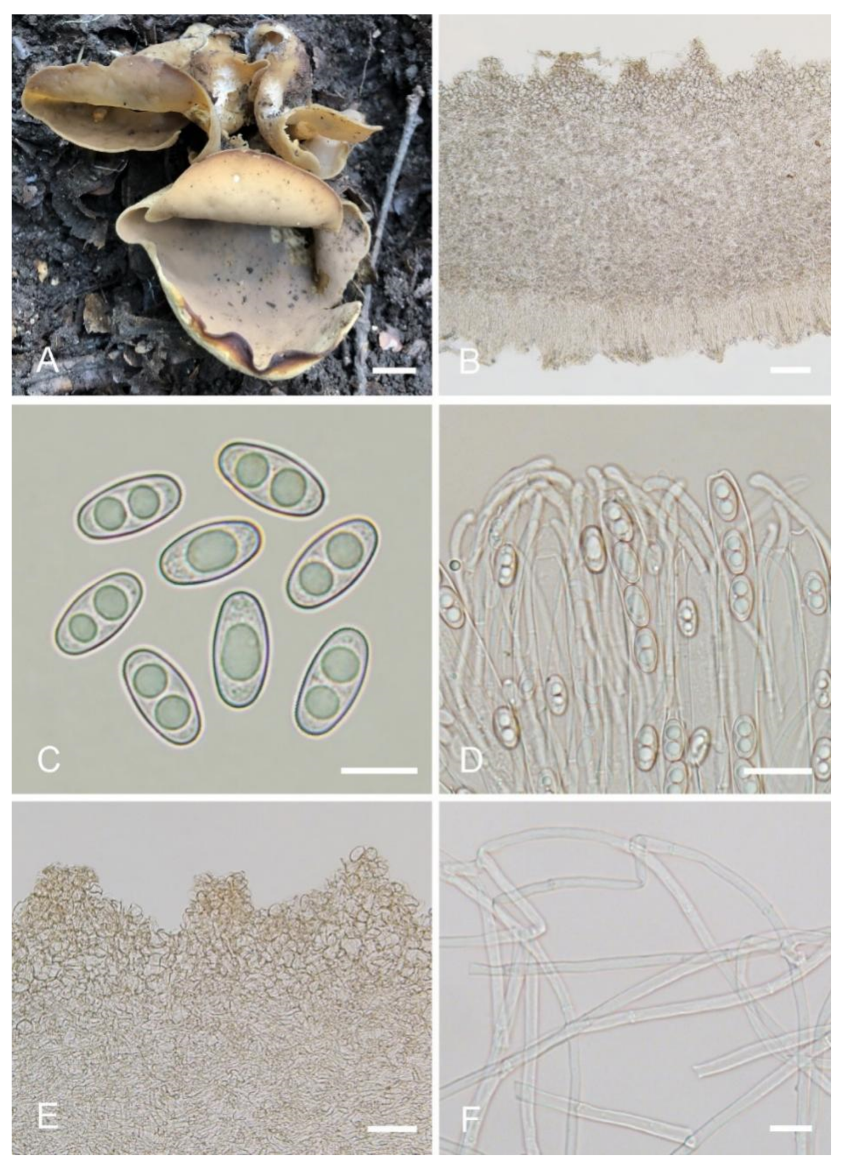 Jof 08 00272 g003 550