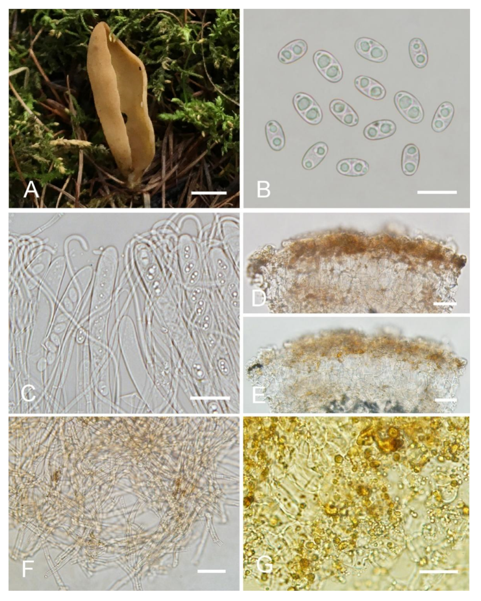 Jof 08 00272 g006 550