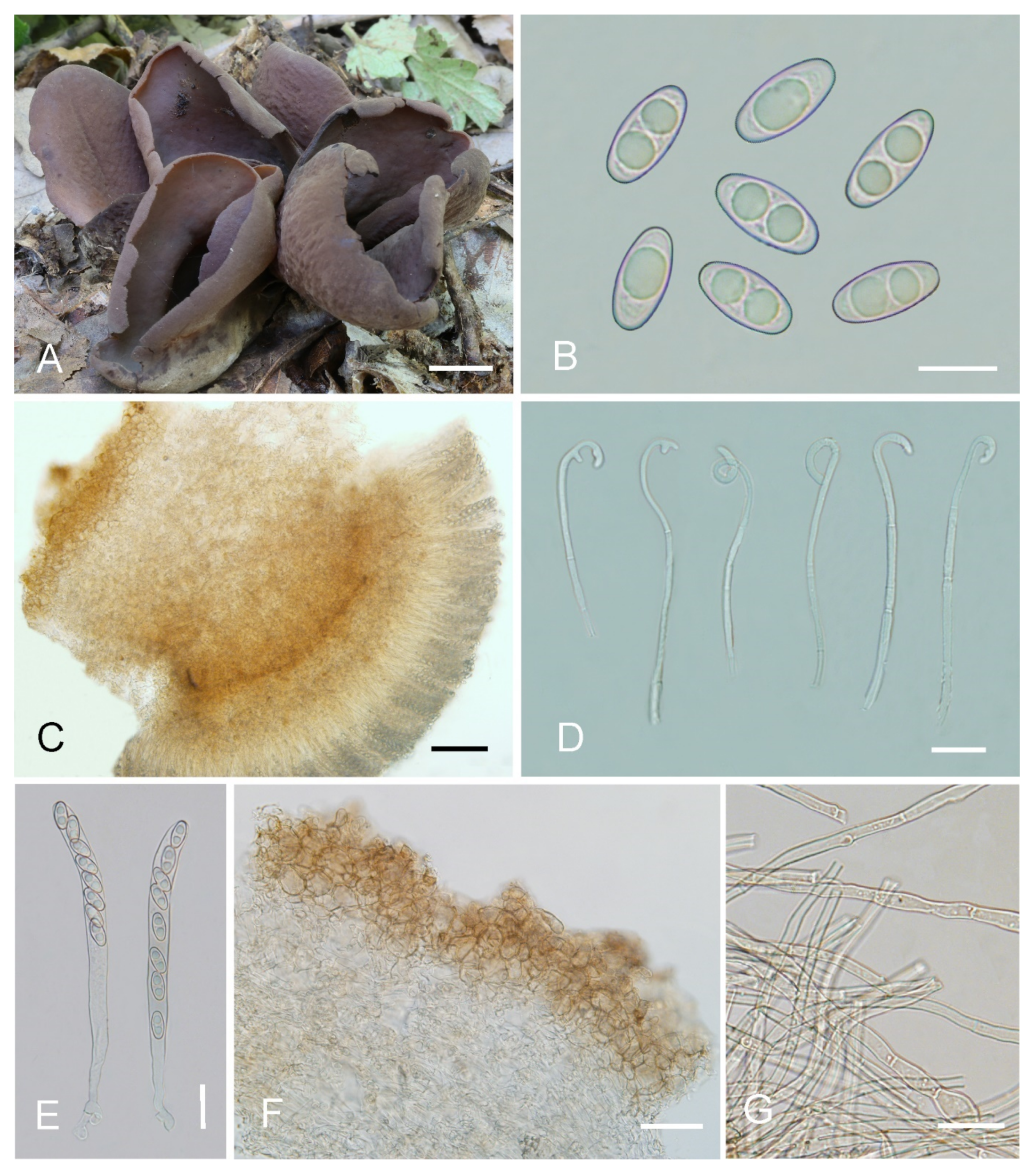 Jof 08 00272 g009 550