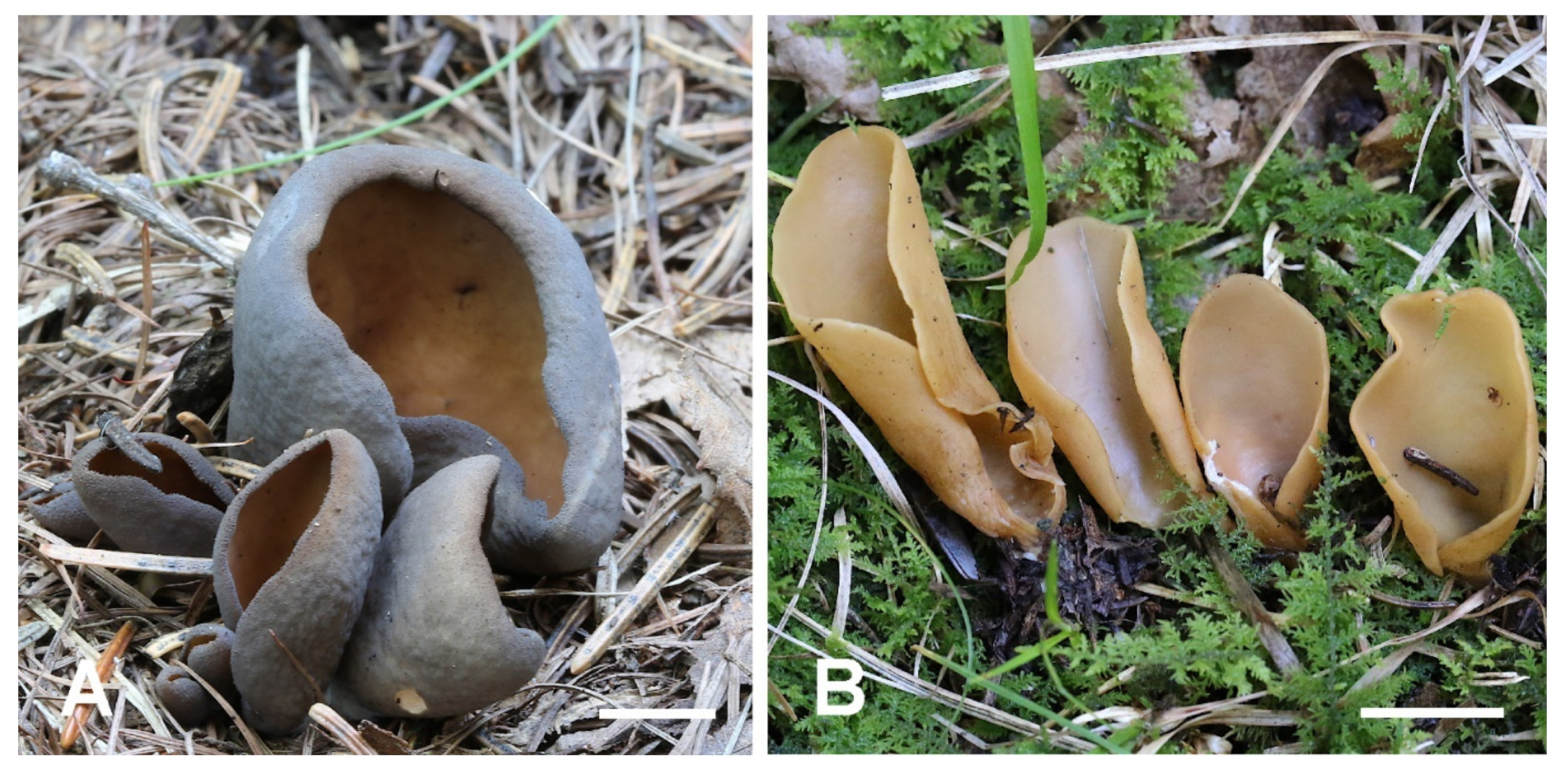 Jof 08 00272 g010 550