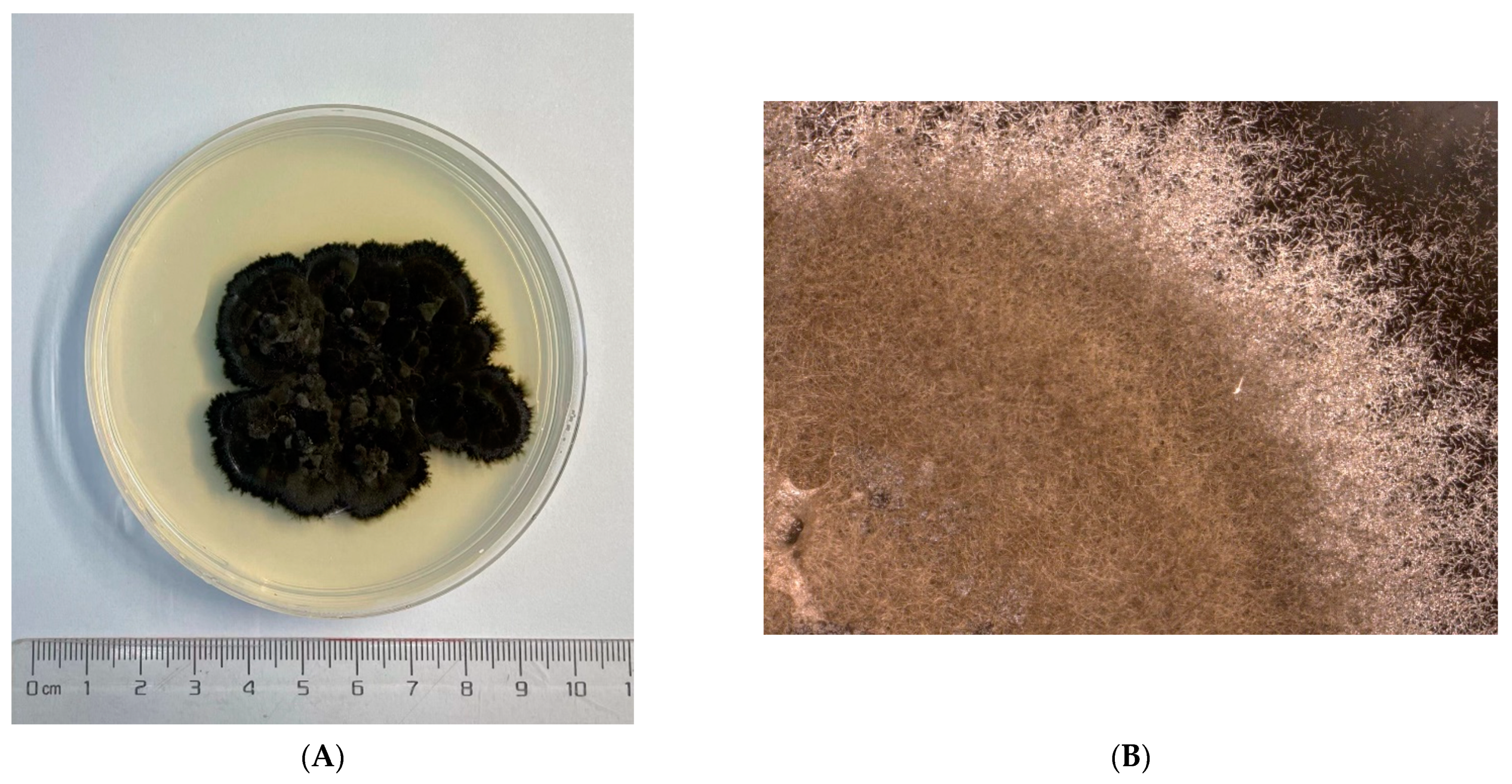 Jof 08 00286 g001a Jof 08 00286 g001a