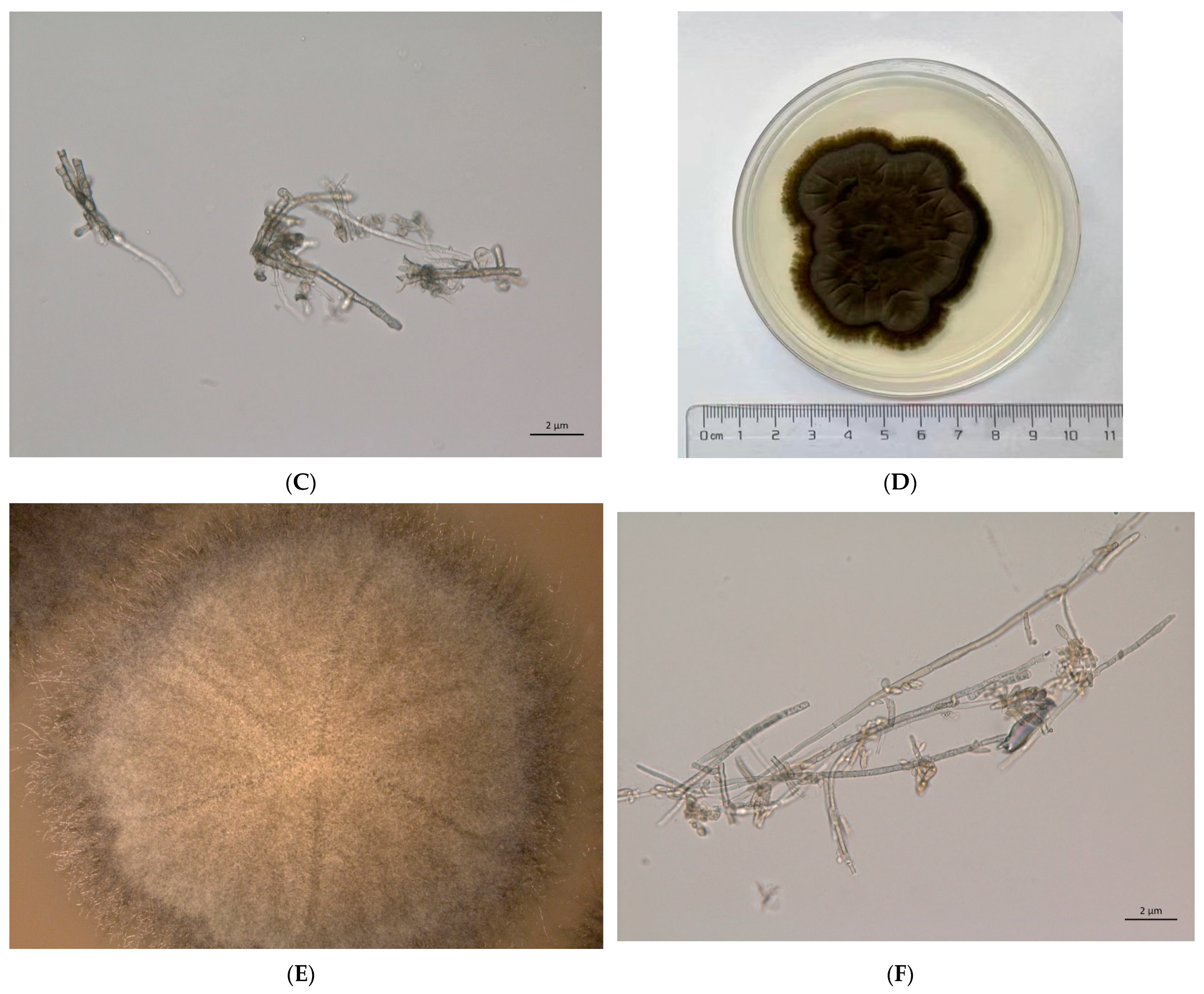 Jof 08 00286 g001b Jof 08 00286 g001b