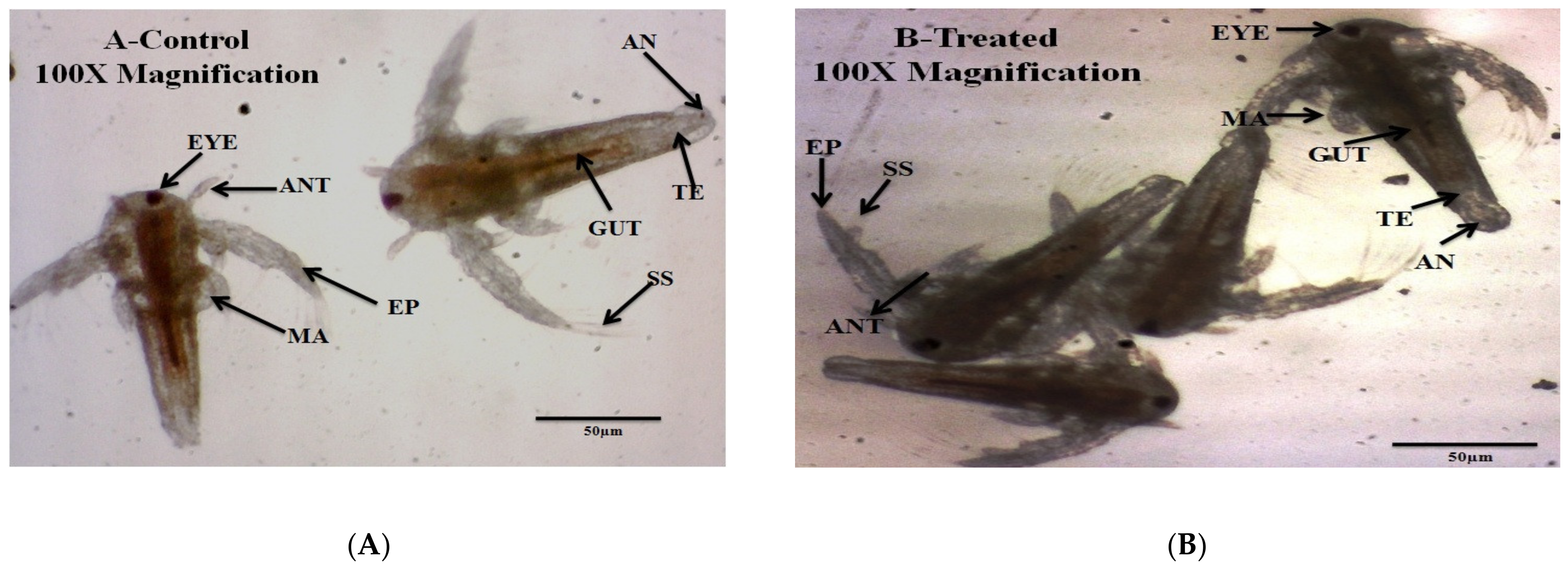 Jof 08 00300 g002 550