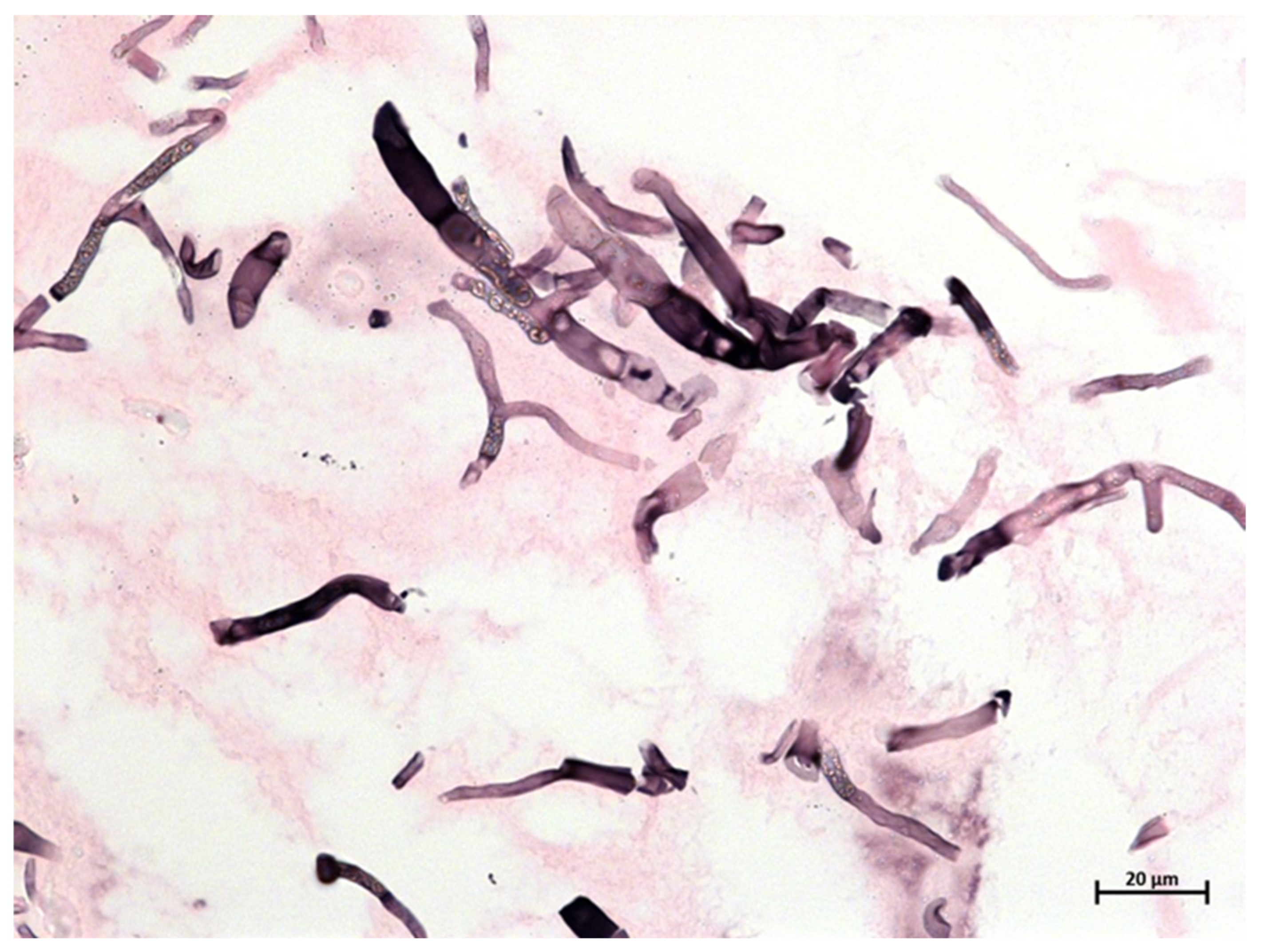 Jof 08 00306 g002 Jof 08 00306 g002