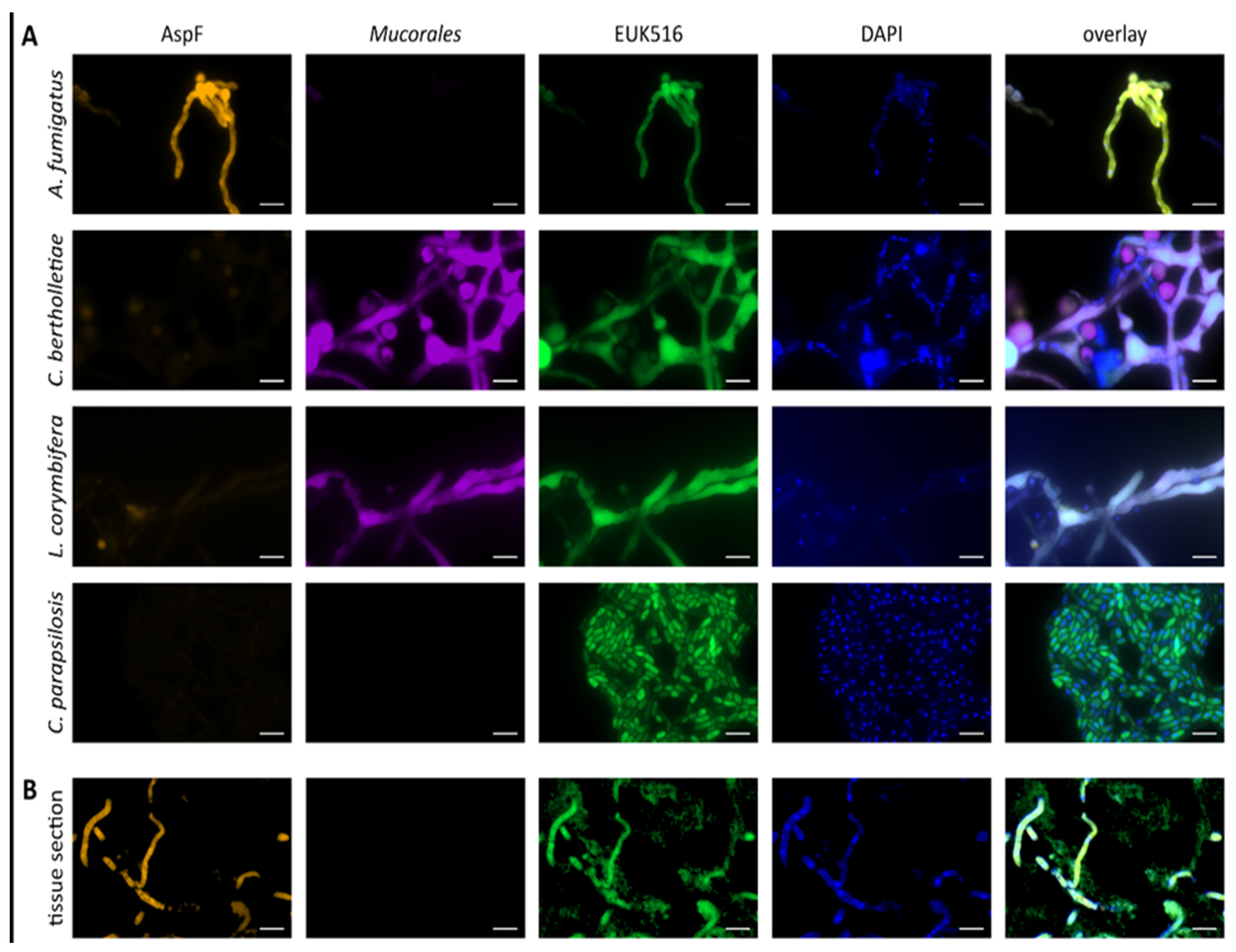 Jof 08 00306 g003 Jof 08 00306 g003