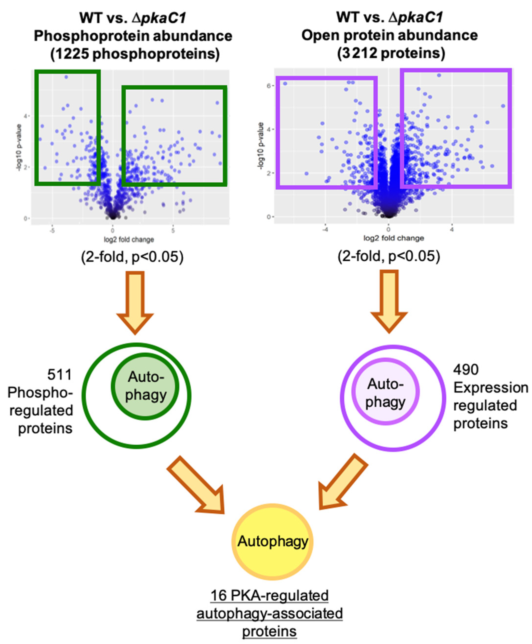 Jof 08 00354 g001 Jof 08 00354 g001