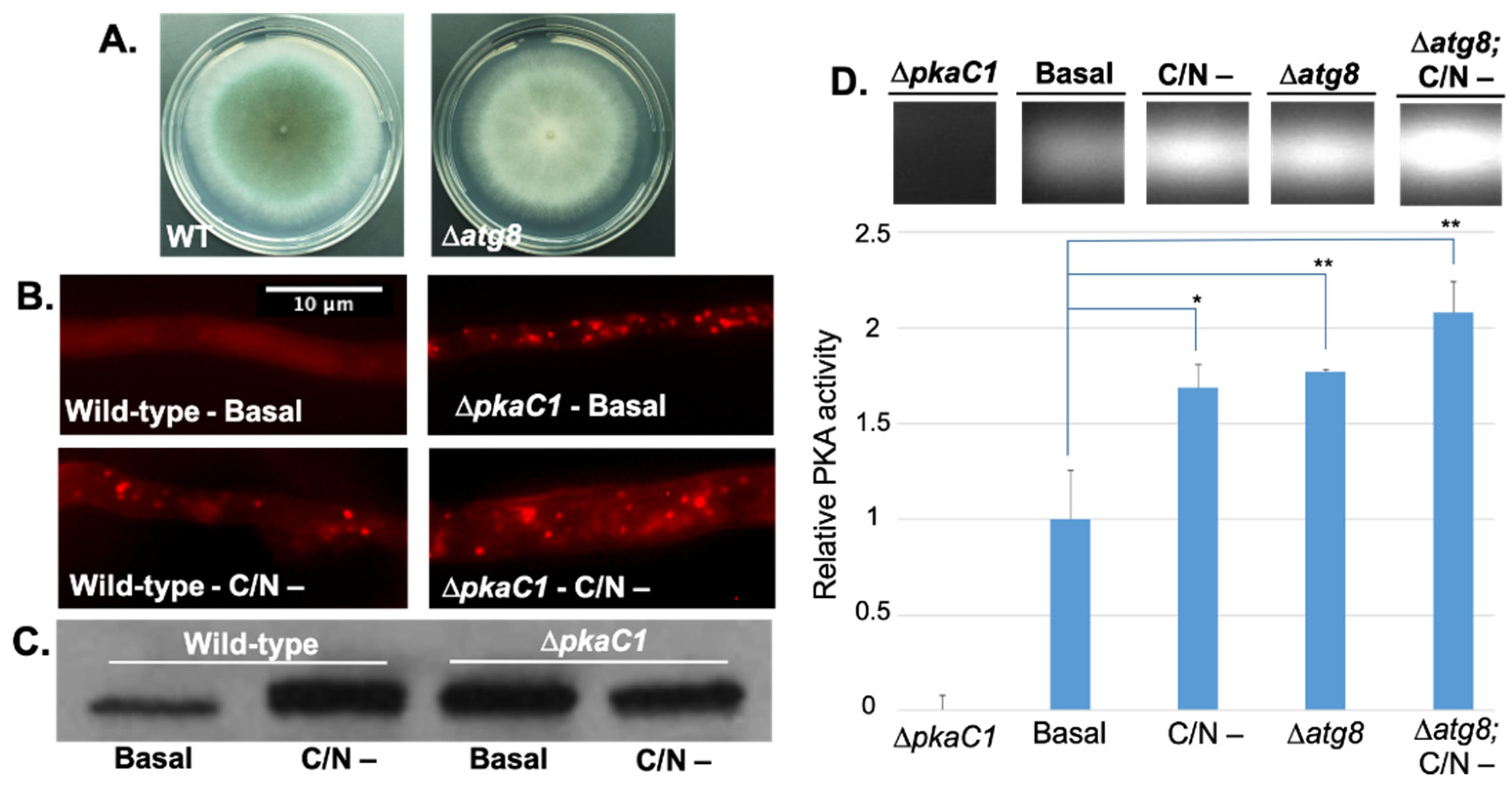 Jof 08 00354 g002 Jof 08 00354 g002
