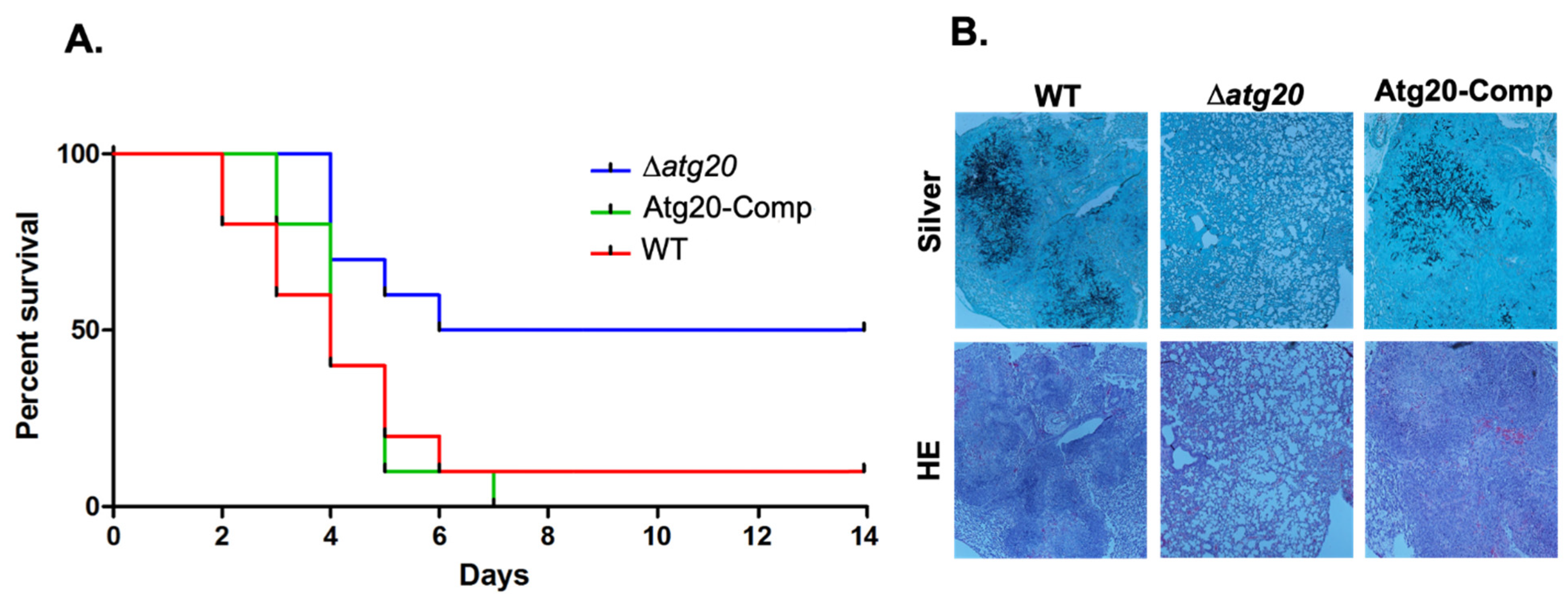 Jof 08 00354 g004 Jof 08 00354 g004