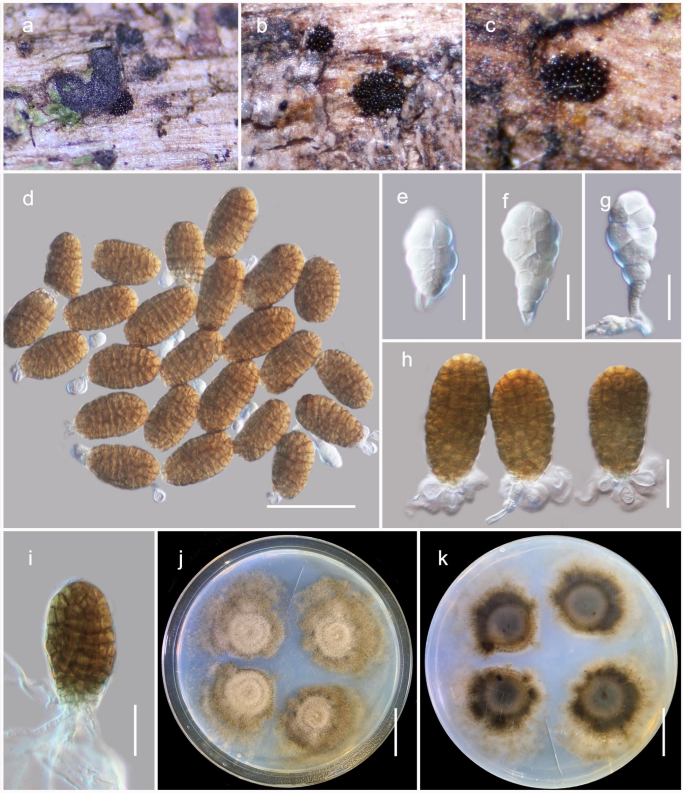 Jof 08 00375 g003 Jof 08 00375 g003