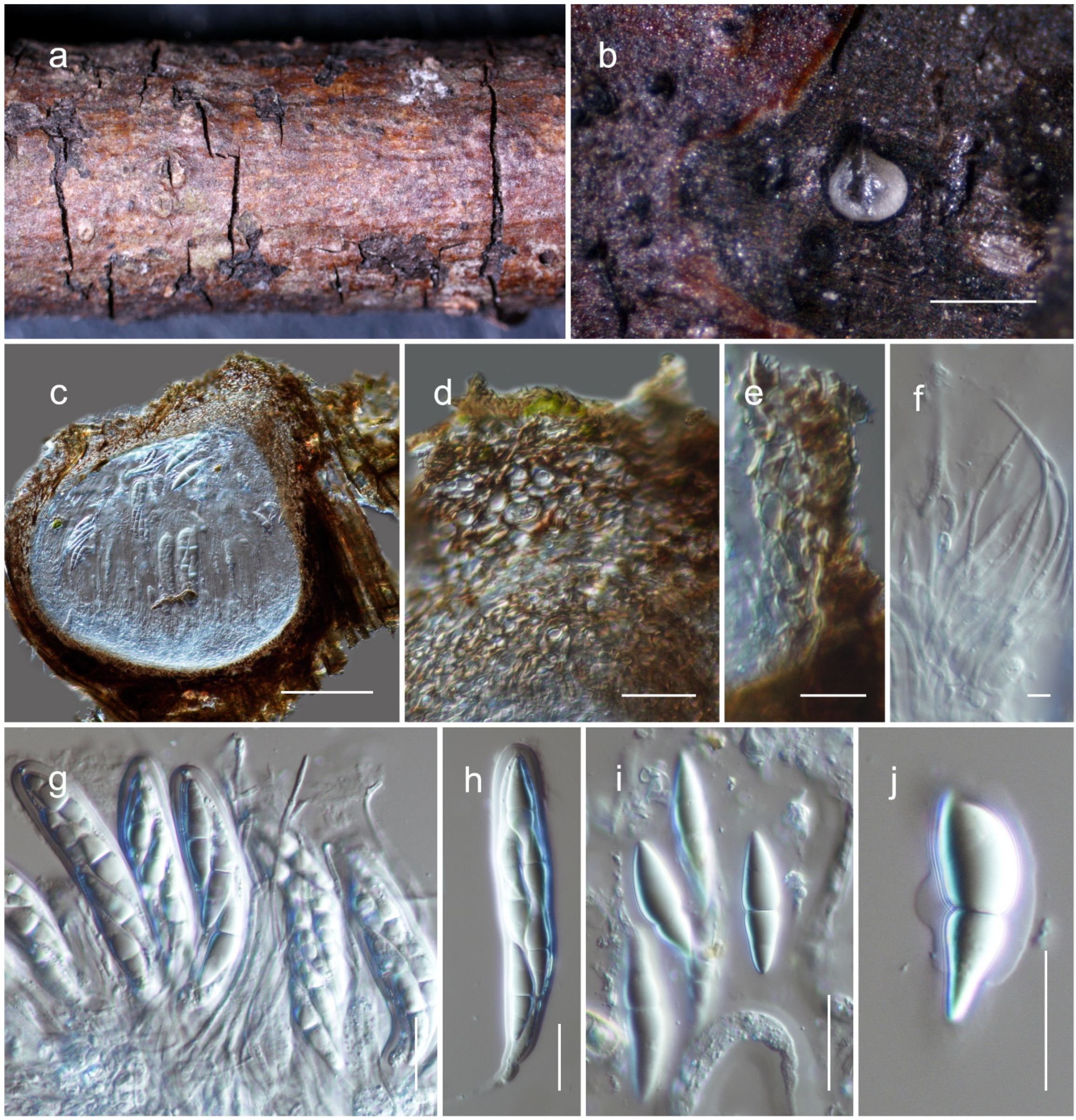 Jof 08 00375 g006 Jof 08 00375 g006