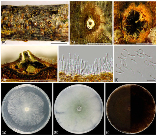 Fungal Richness of Cytospora Species Associated with Willow