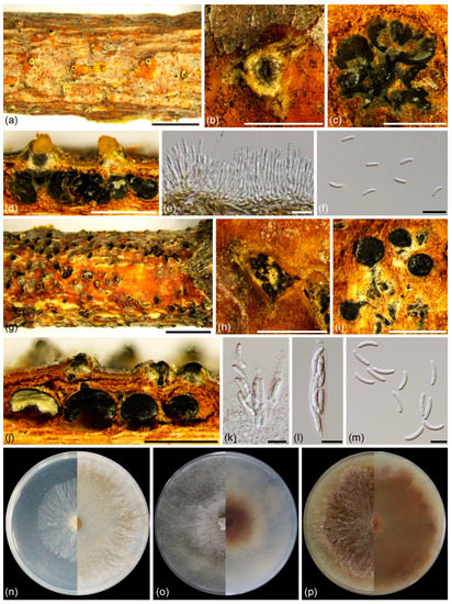 Fungal Richness of Cytospora Species Associated with Willow