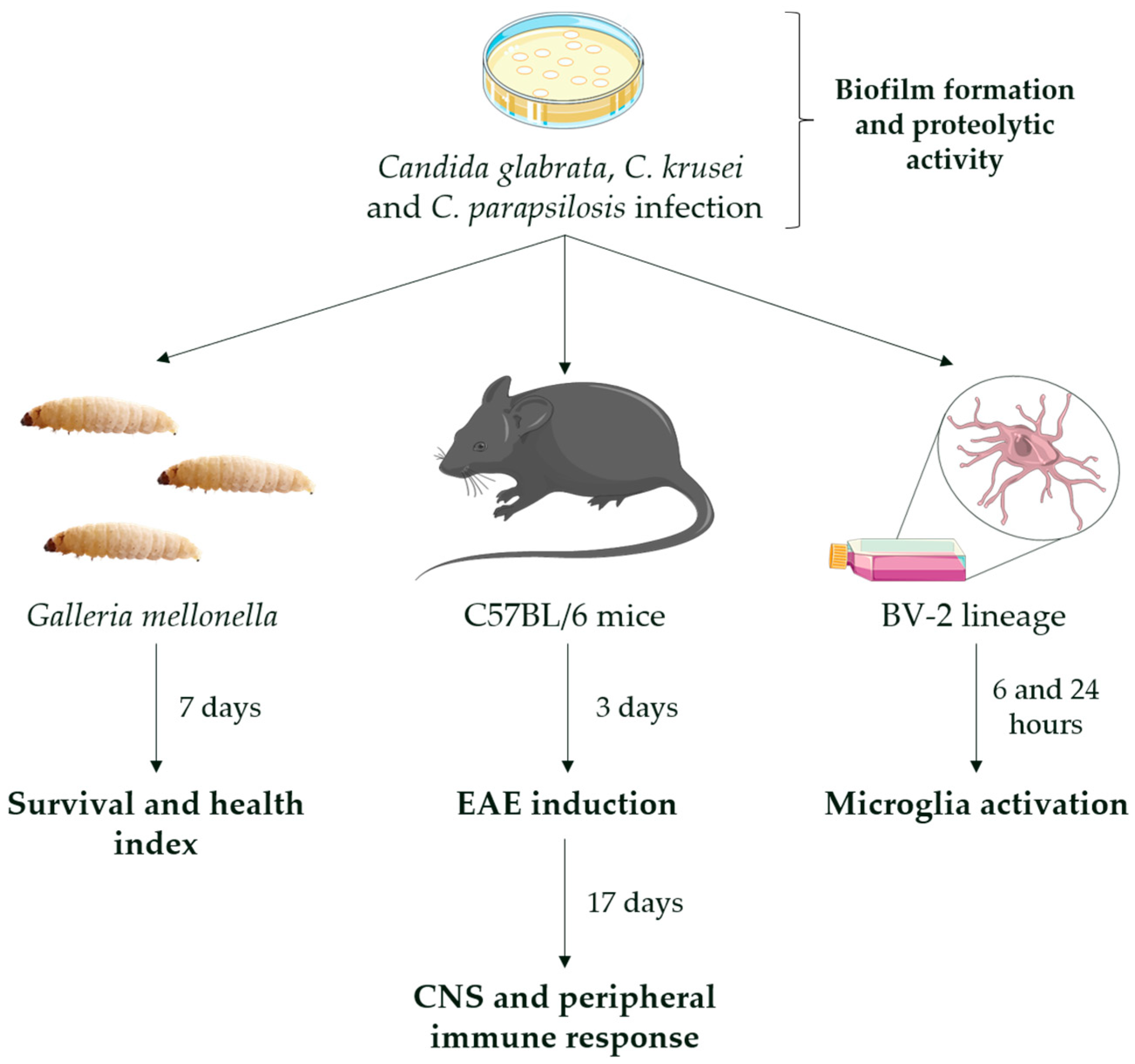 Rat Lifecycle — APC Management