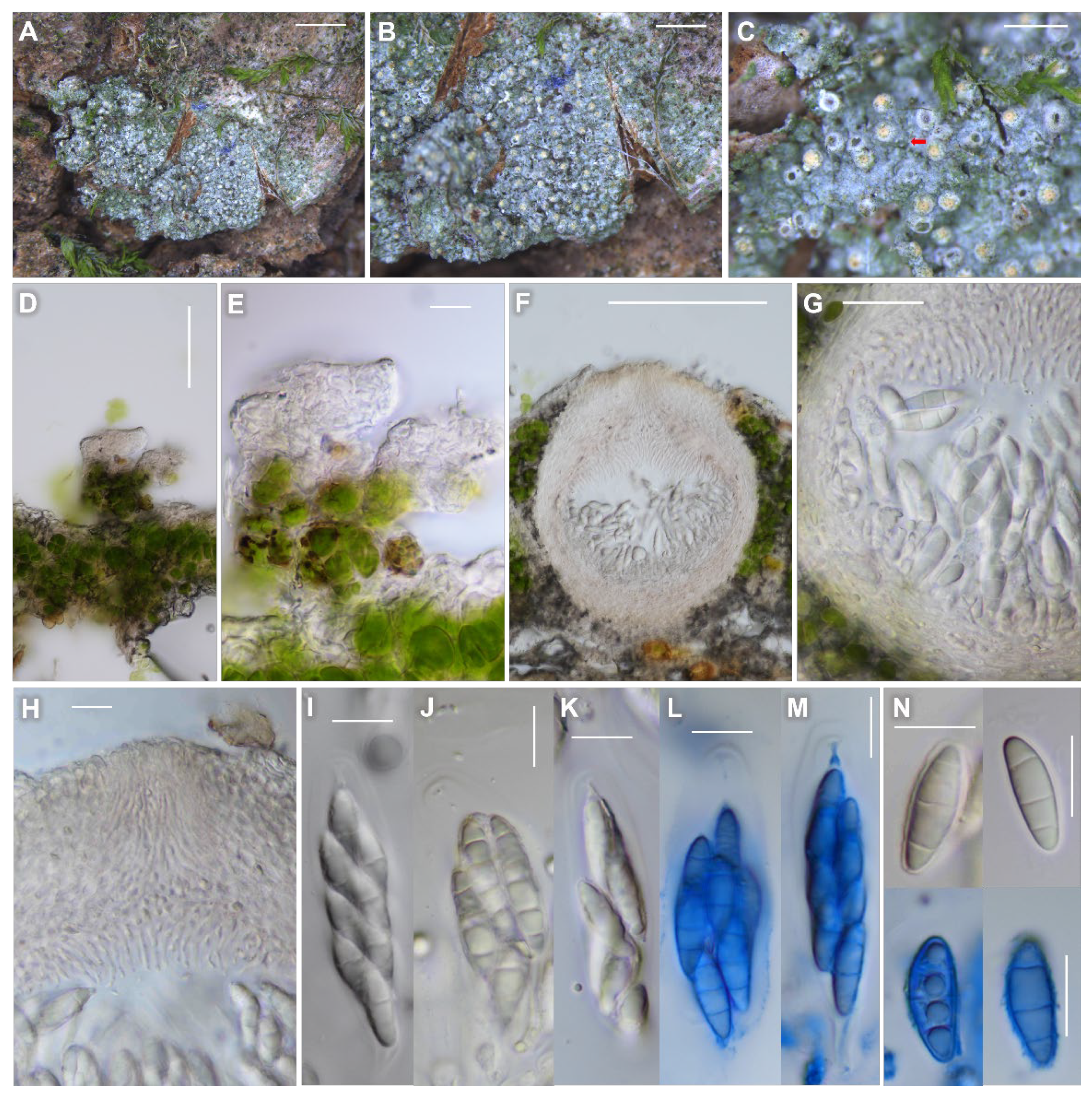 Jof 08 00392 g005 Jof 08 00392 g005