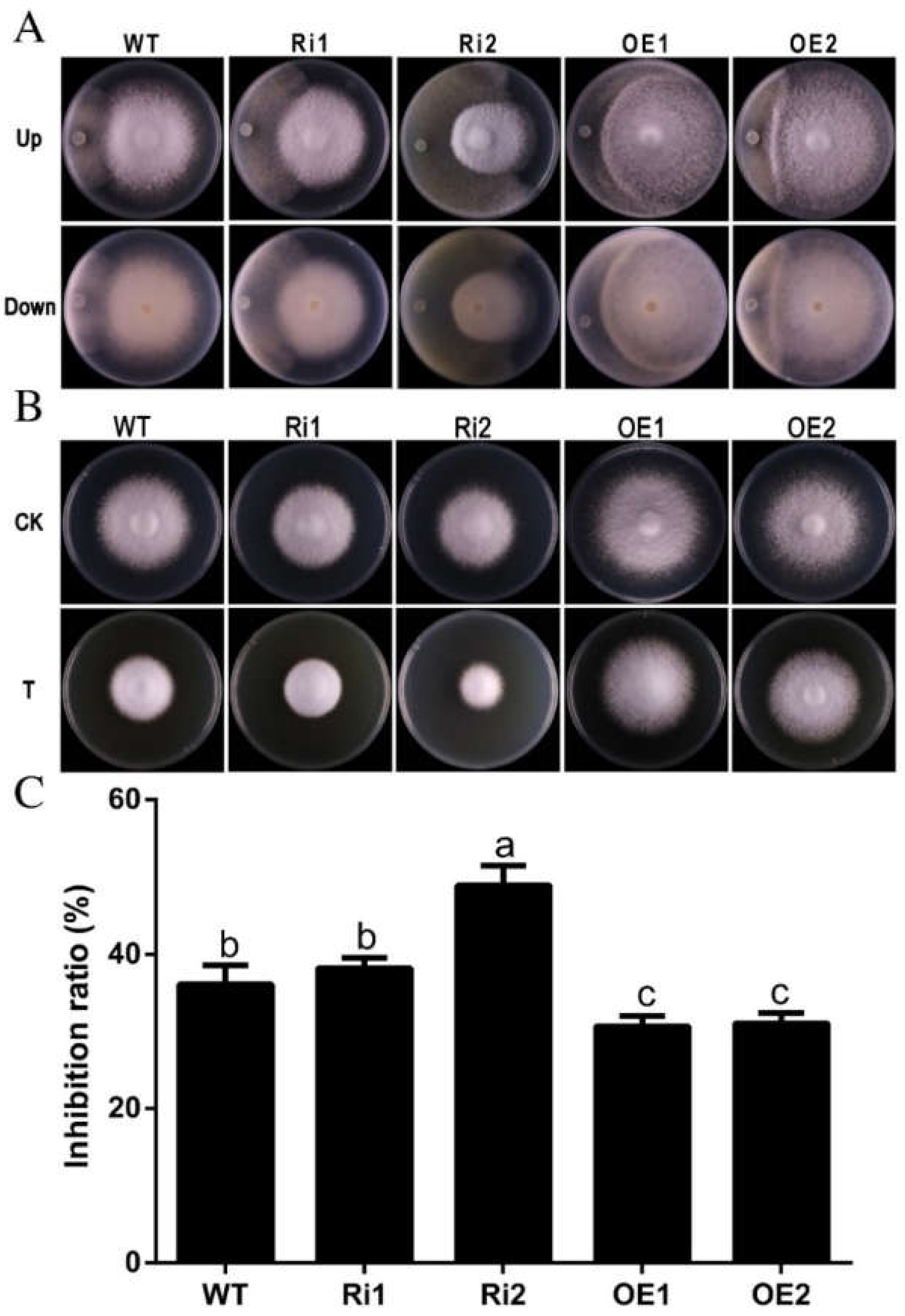 Jof 08 00401 g007 Jof 08 00401 g007