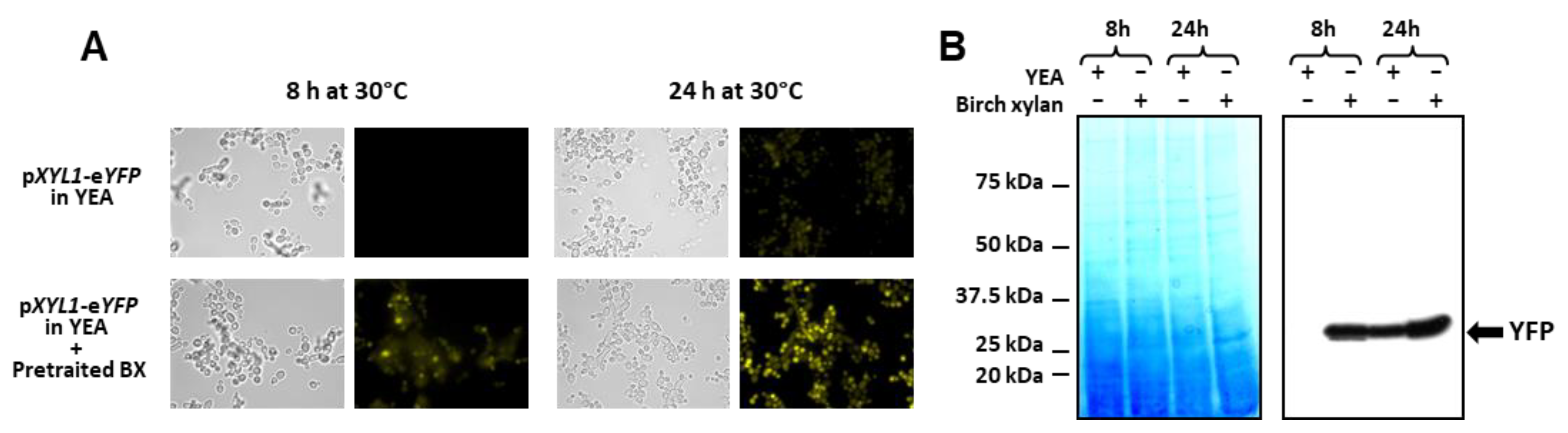 Jof 08 00418 g007 Jof 08 00418 g007