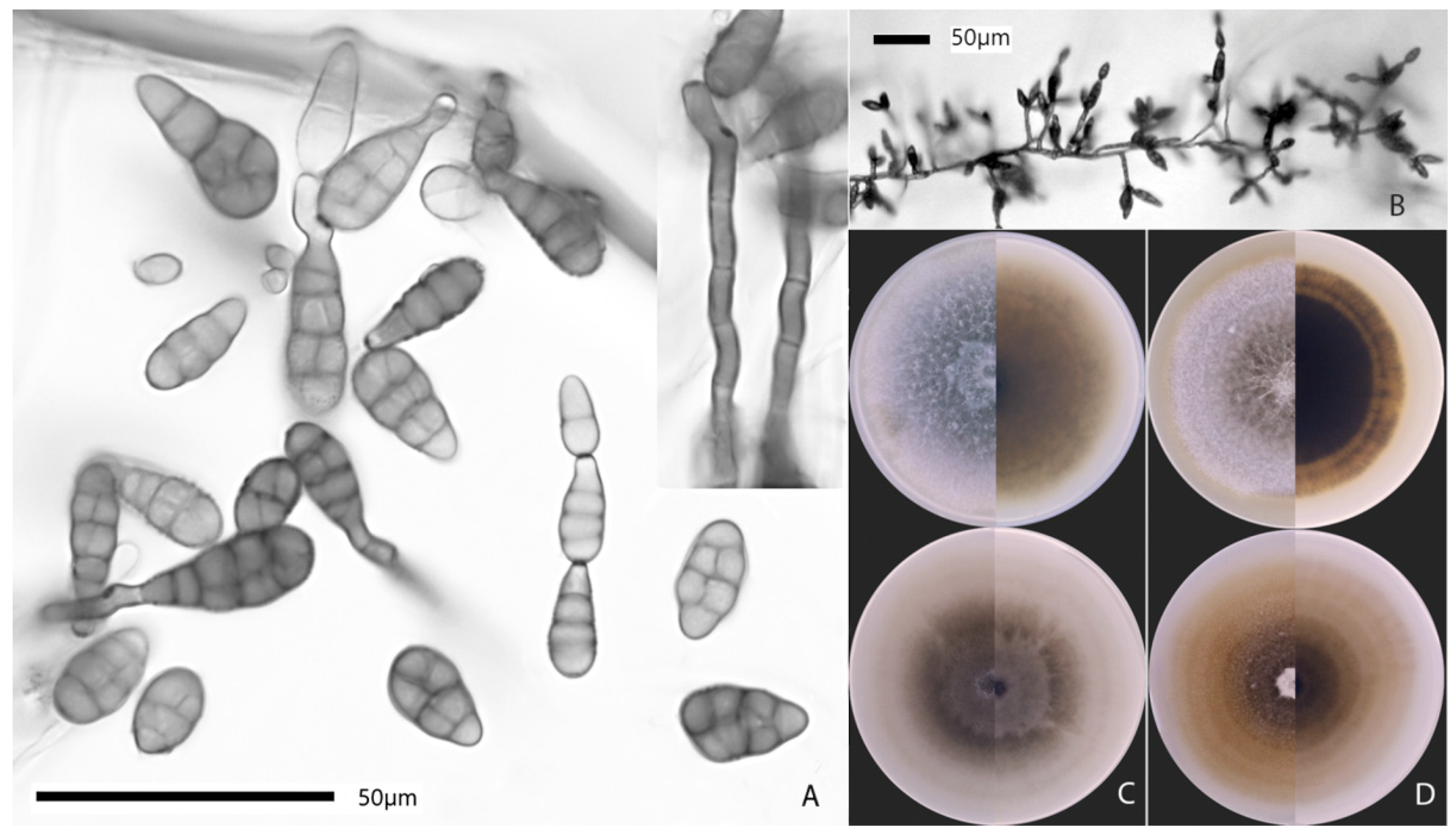 Jof 08 00423 g002 550