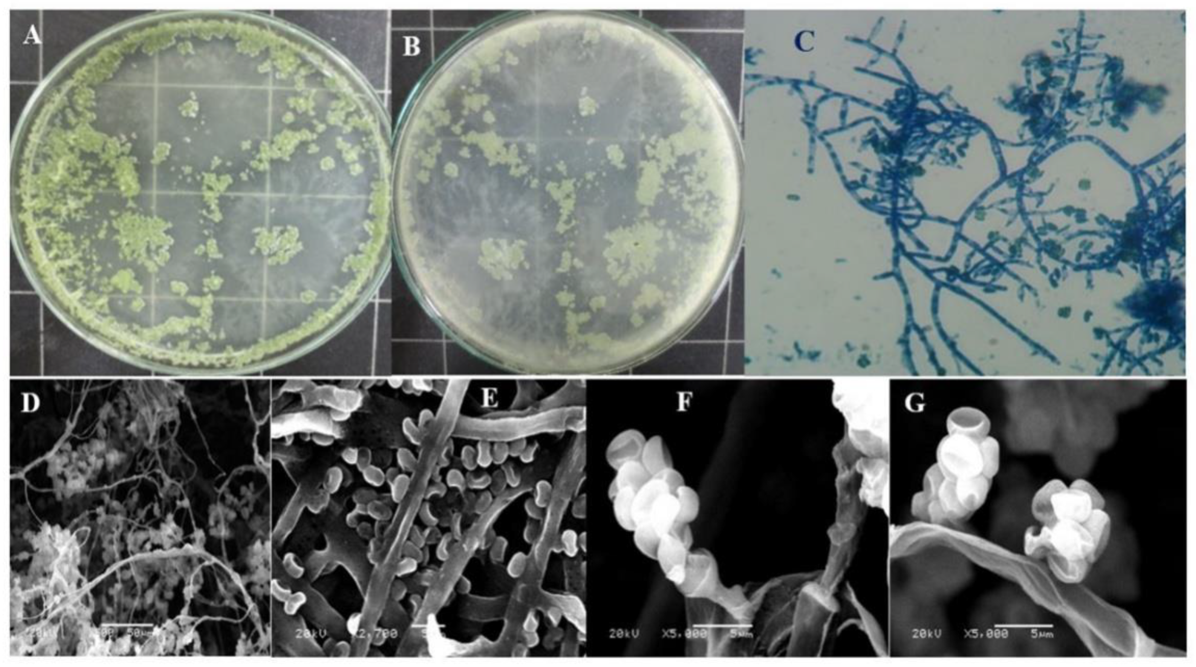 Jof 08 00447 g001 Jof 08 00447 g001