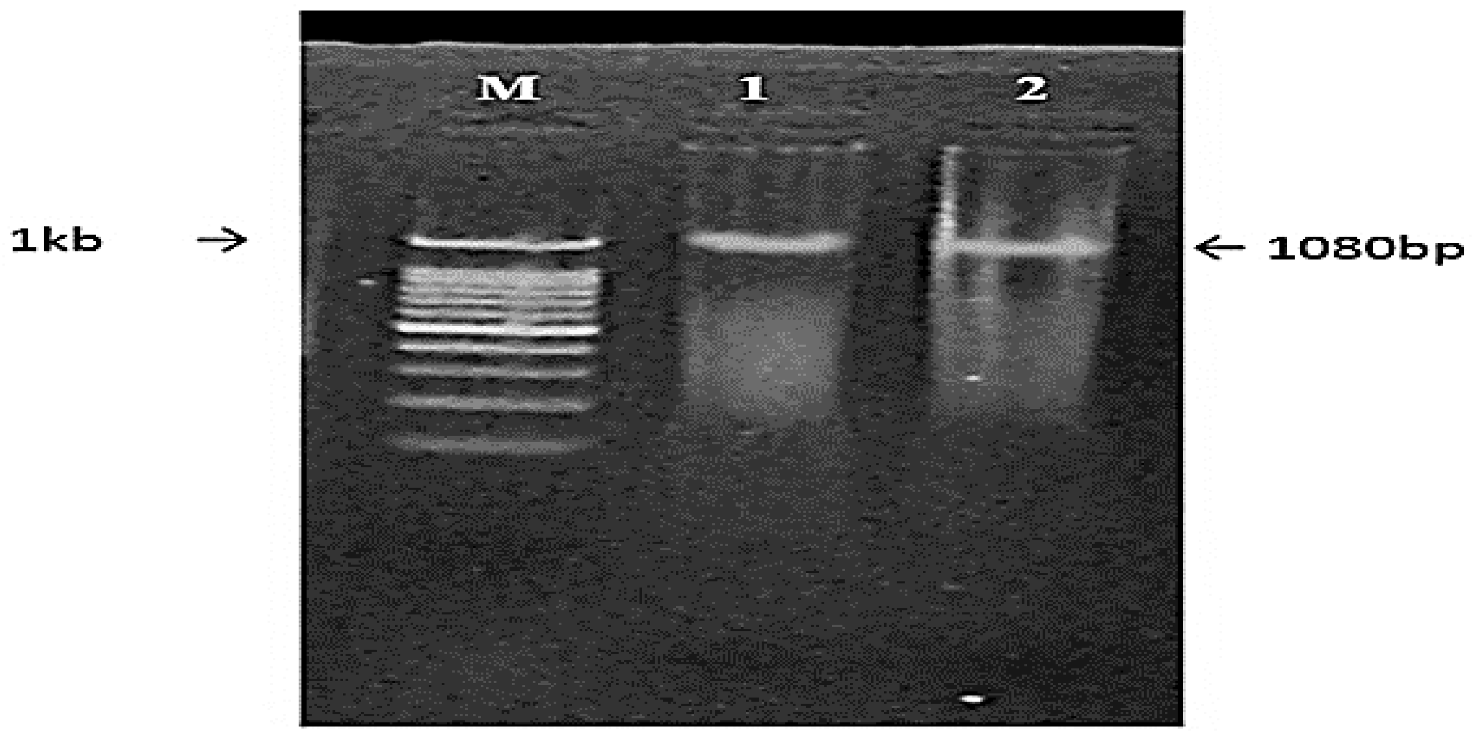 Jof 08 00447 g012 Jof 08 00447 g012