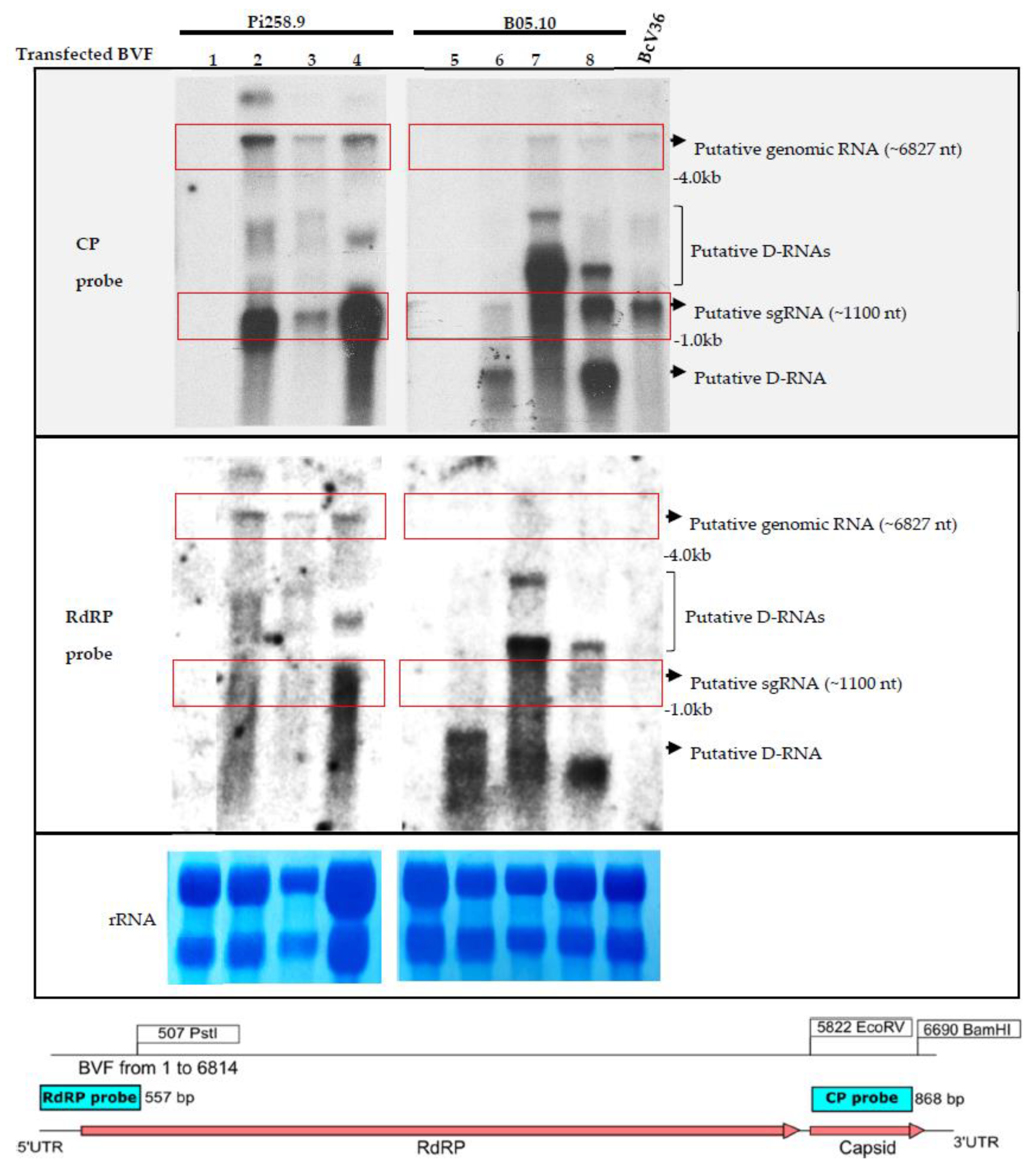 Jof 08 00459 g004 Jof 08 00459 g004