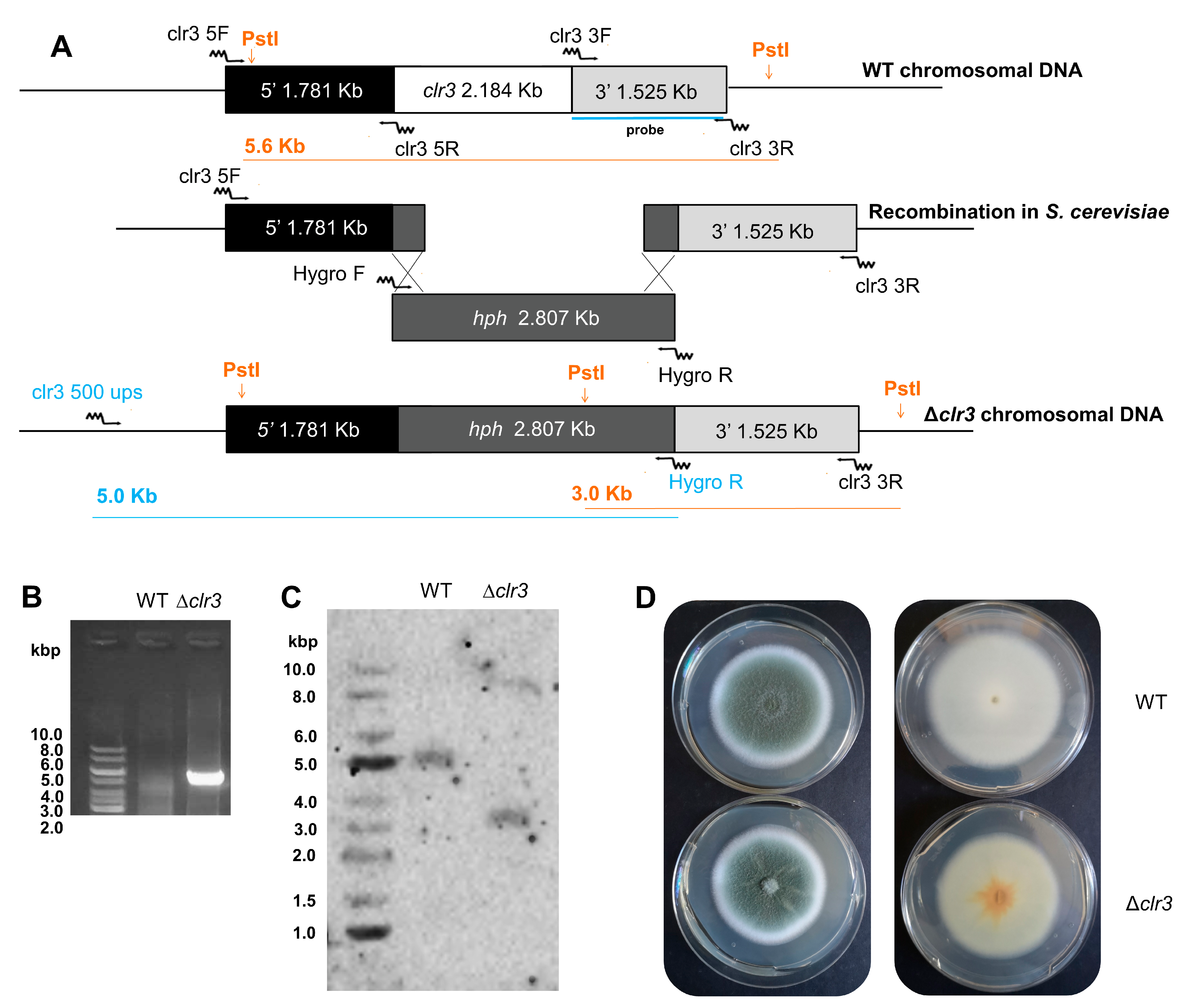 Jof 08 00514 g001 Jof 08 00514 g001