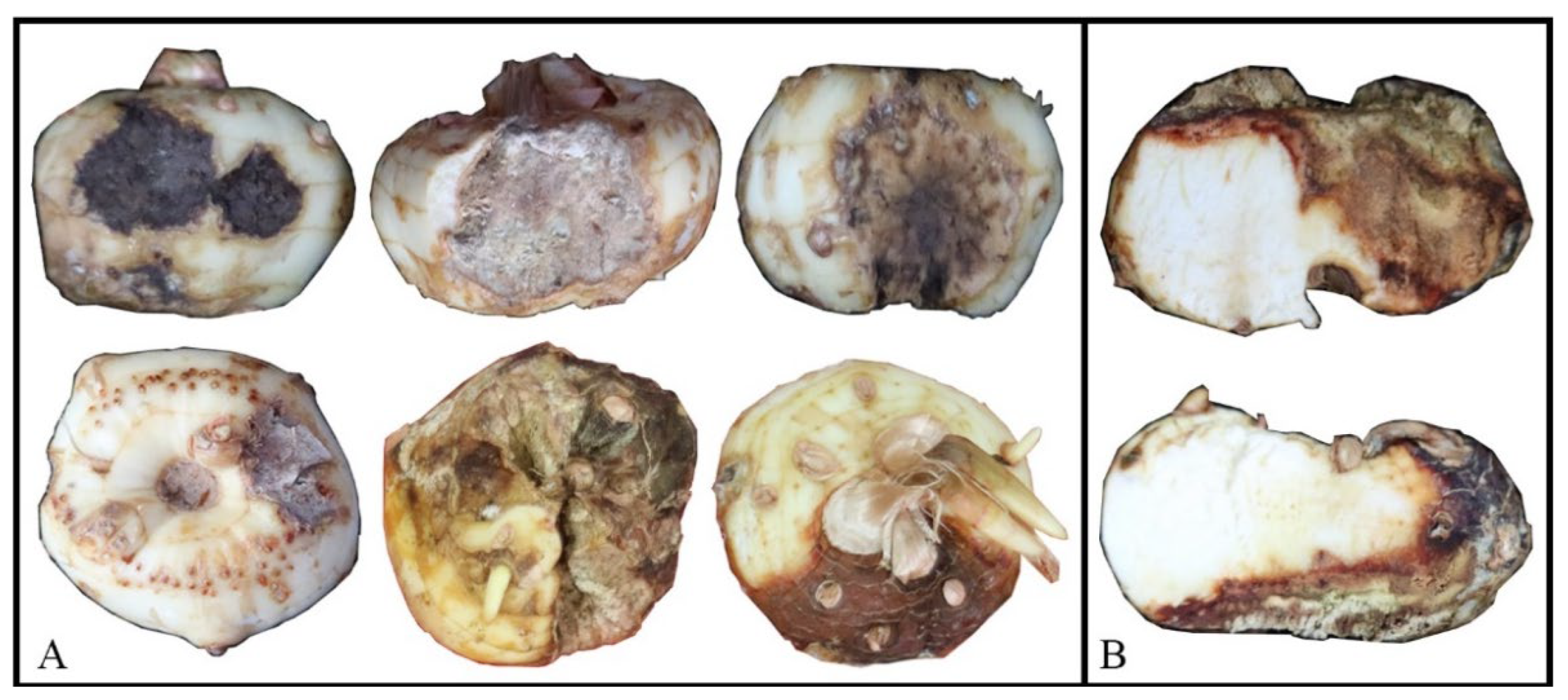 Jof 08 00515 g001 Jof 08 00515 g001