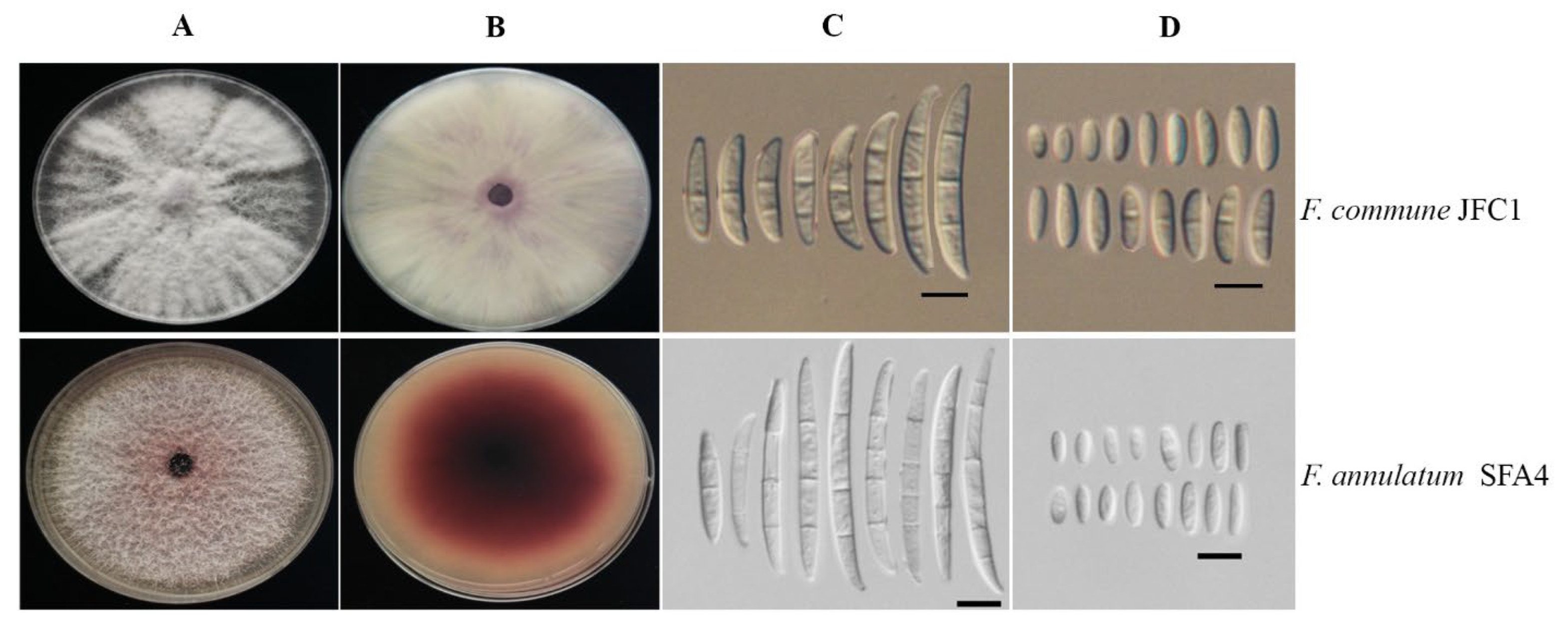 Jof 08 00515 g002 Jof 08 00515 g002